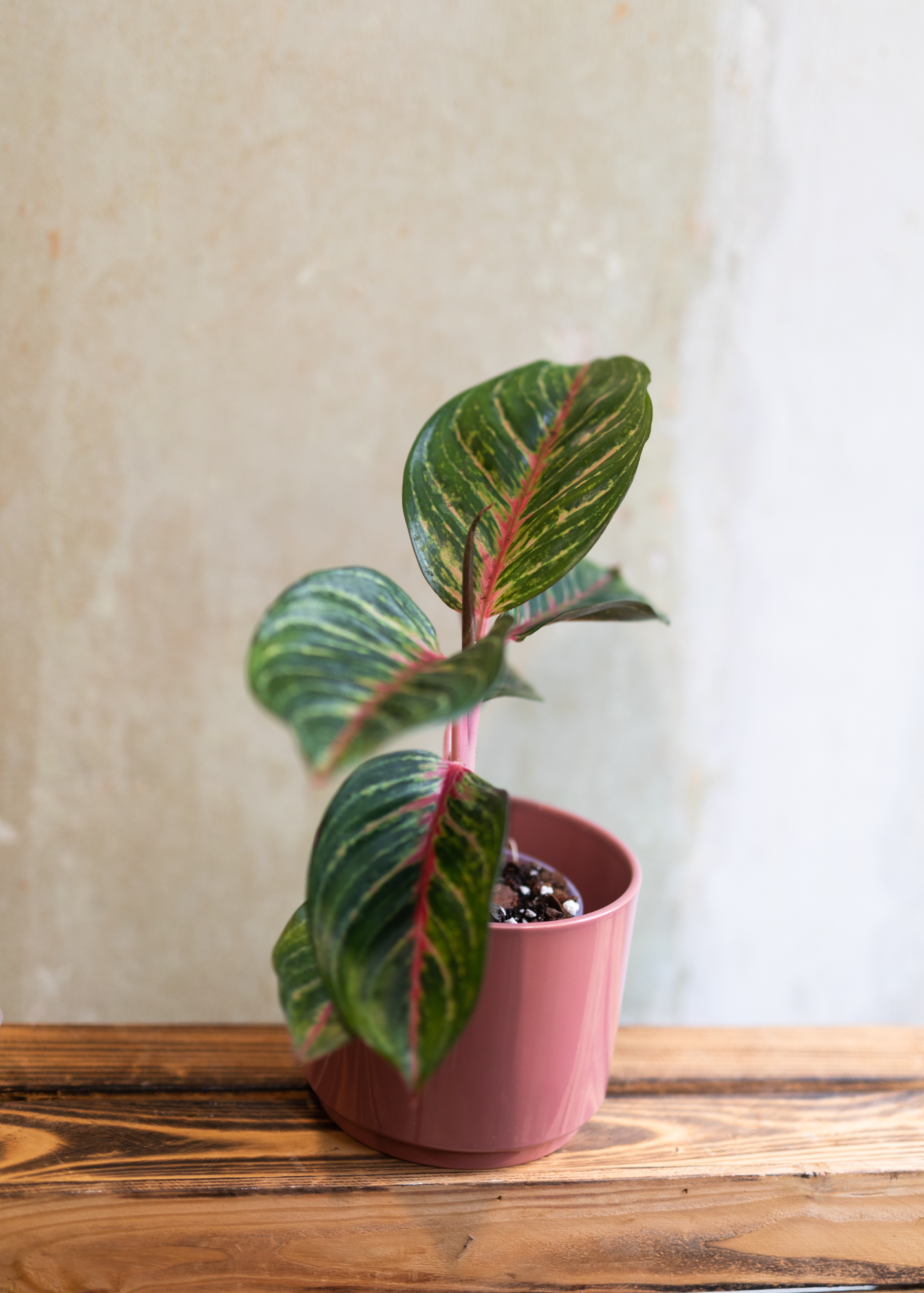 Aglaonema red emerald