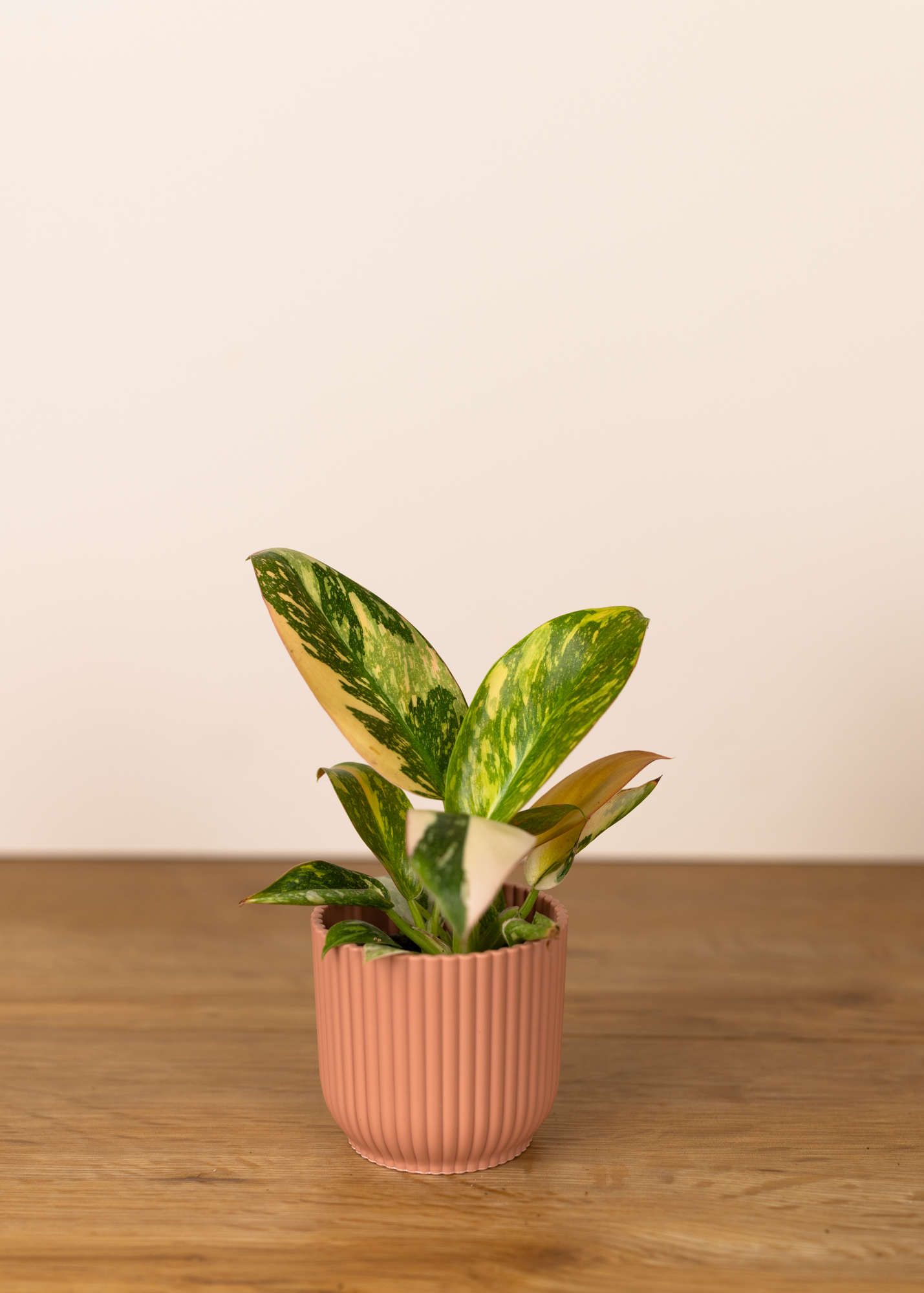 Philodendron green congo variegata XS
