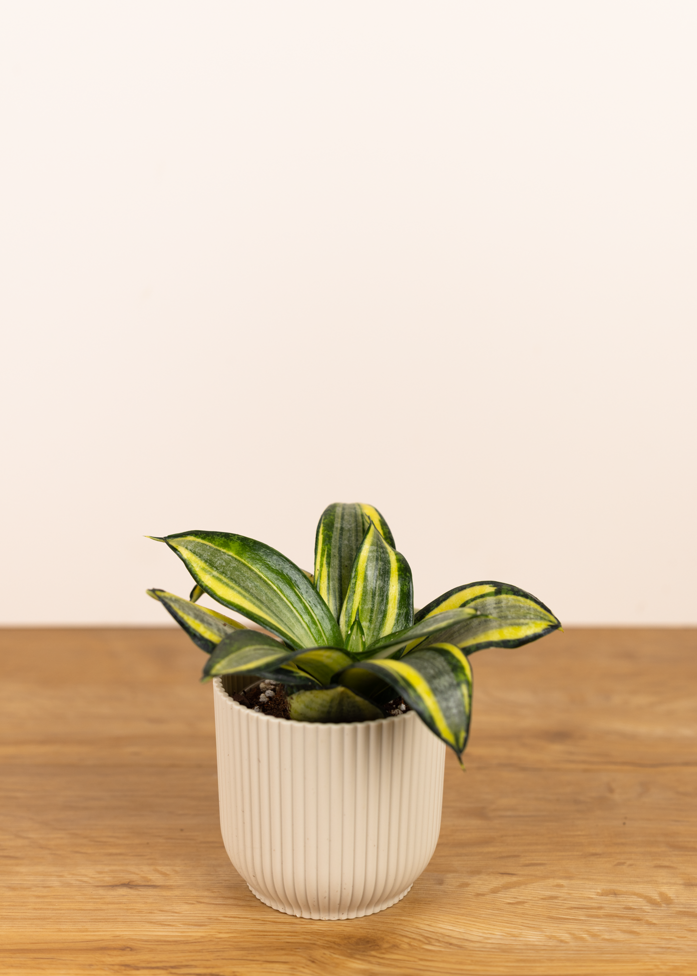 Sansevieria hahnii jade multicolor