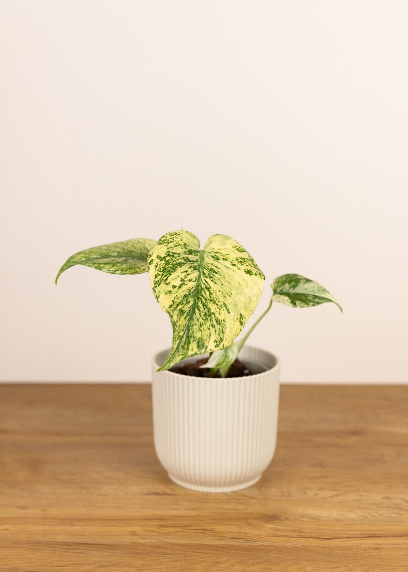 Monstera deliciosa white monster