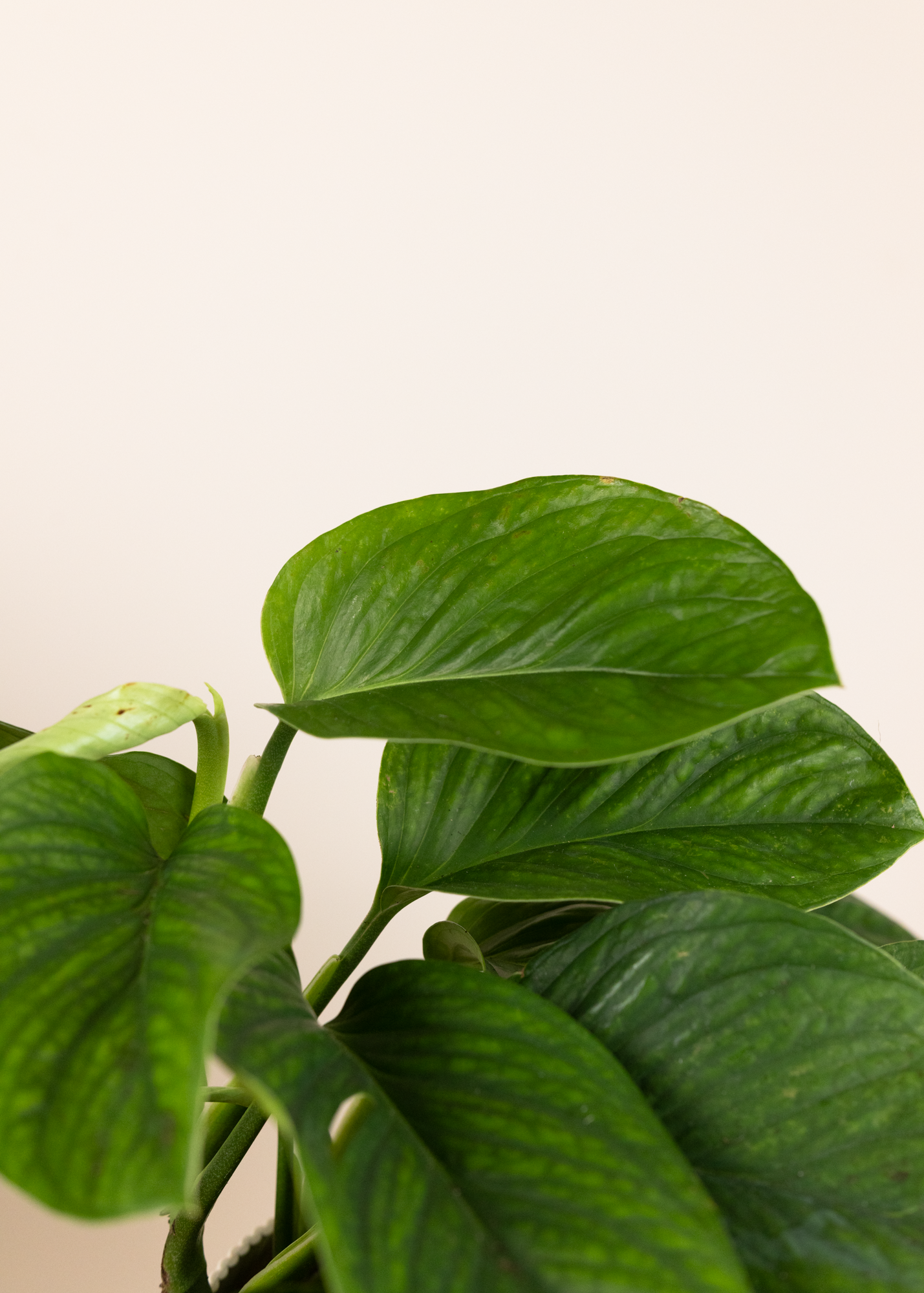 Monstera pinnatipartita