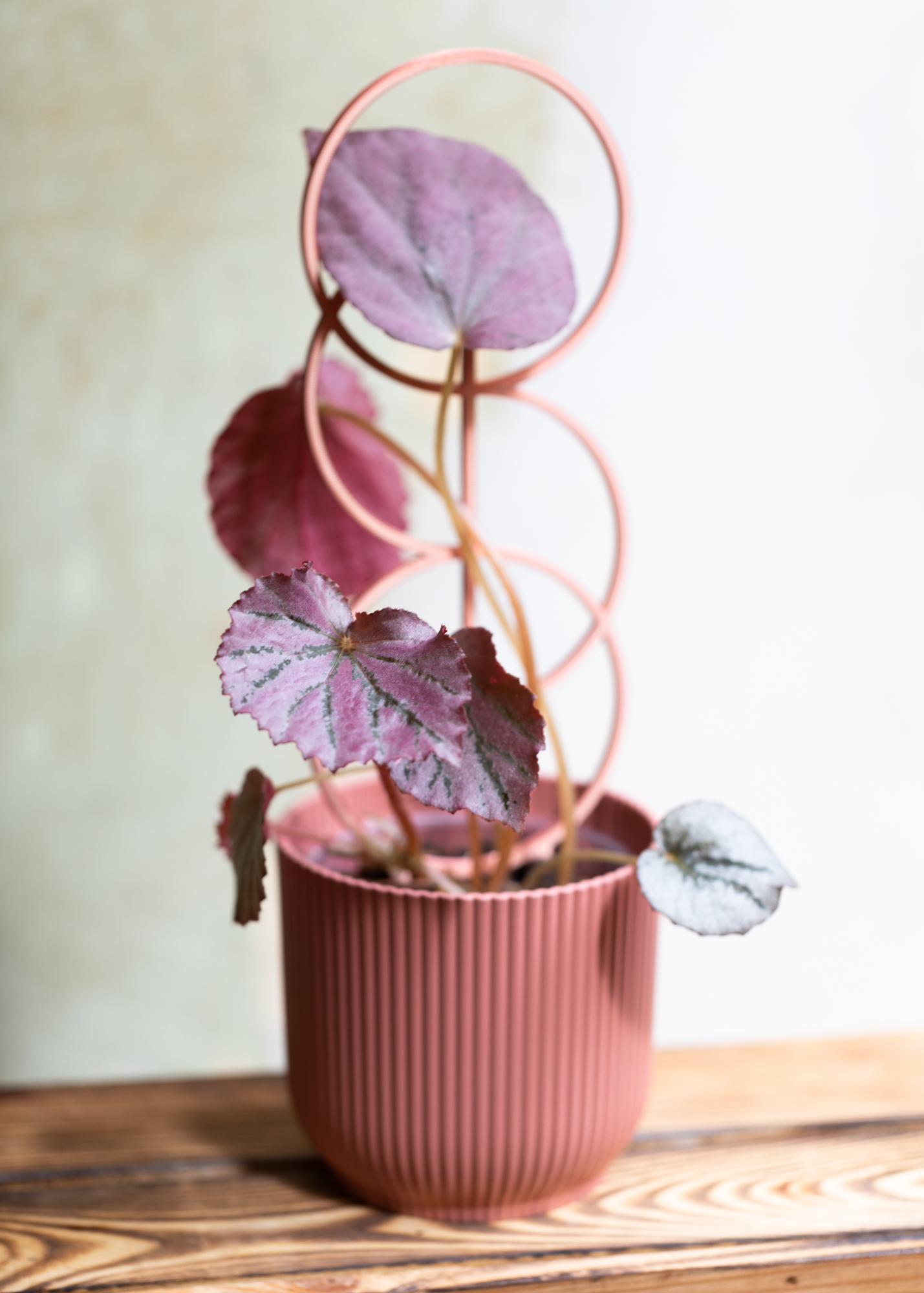 Begonia U192 'Martin's Mystery'