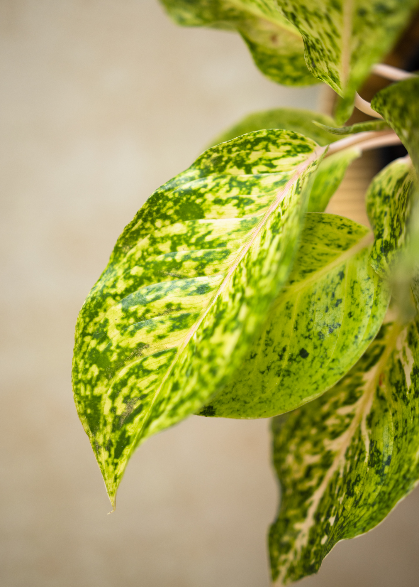 Aglaonema white laksap Aglaonema white laksap