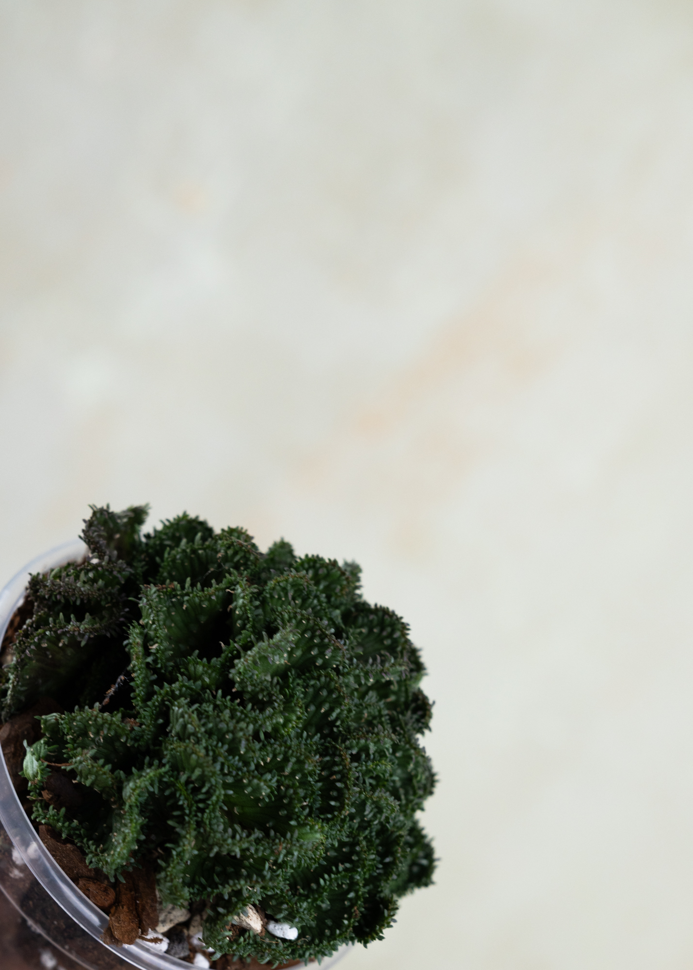 Euphorbia flangani f. cristata Euphorbia flangani f. cristata