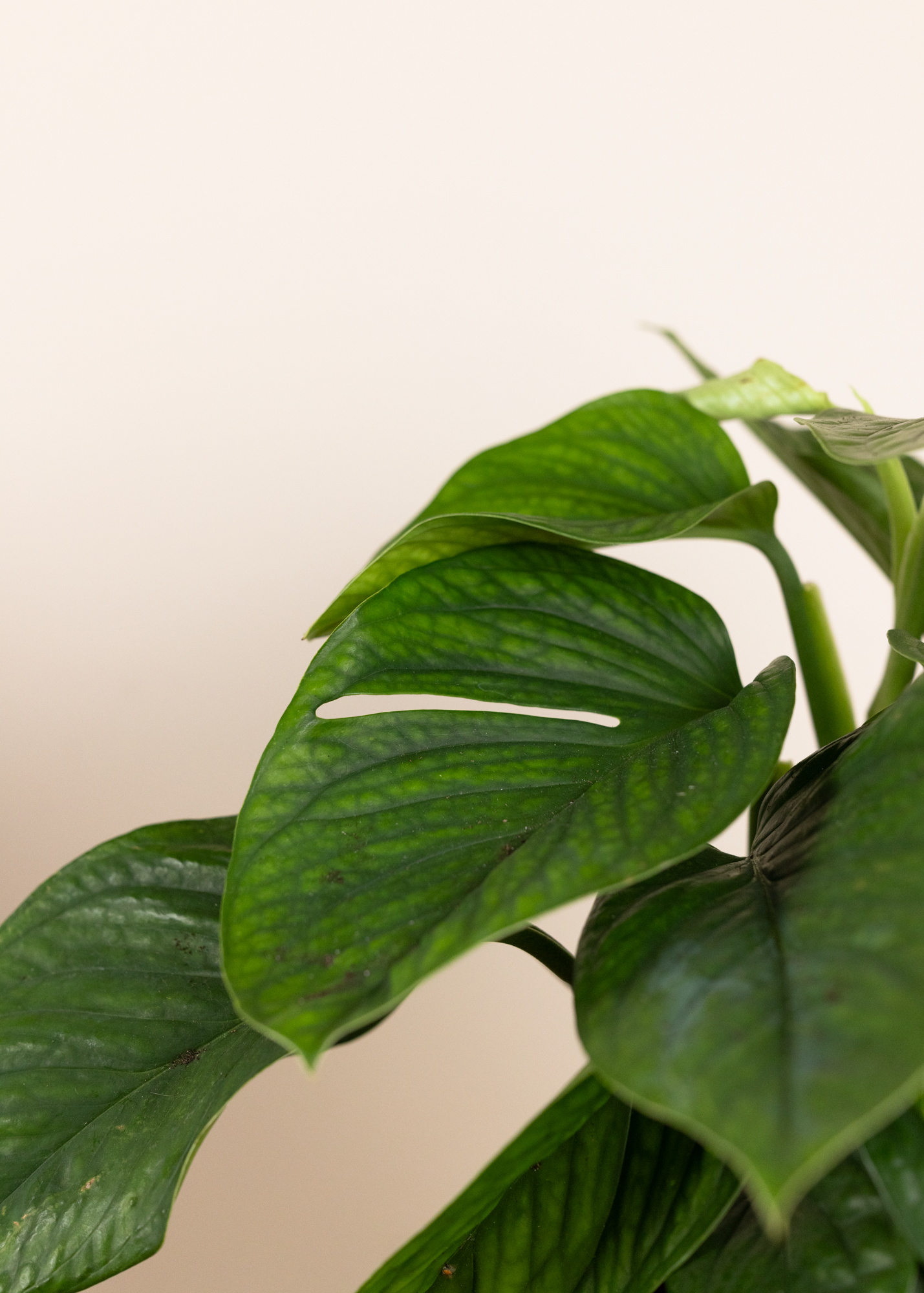 Monstera pinnatipartita