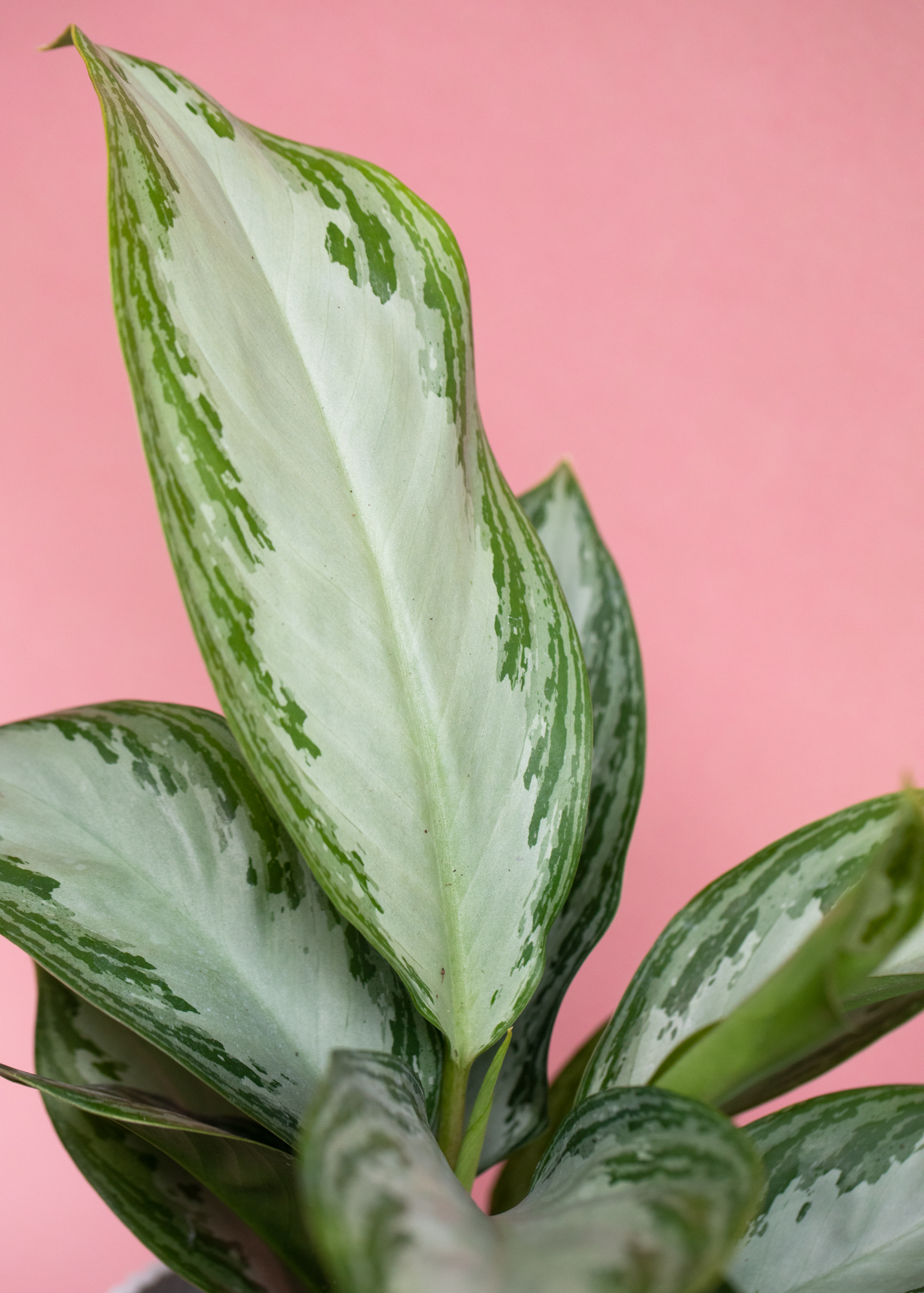 Aglaonema Silver Bay 