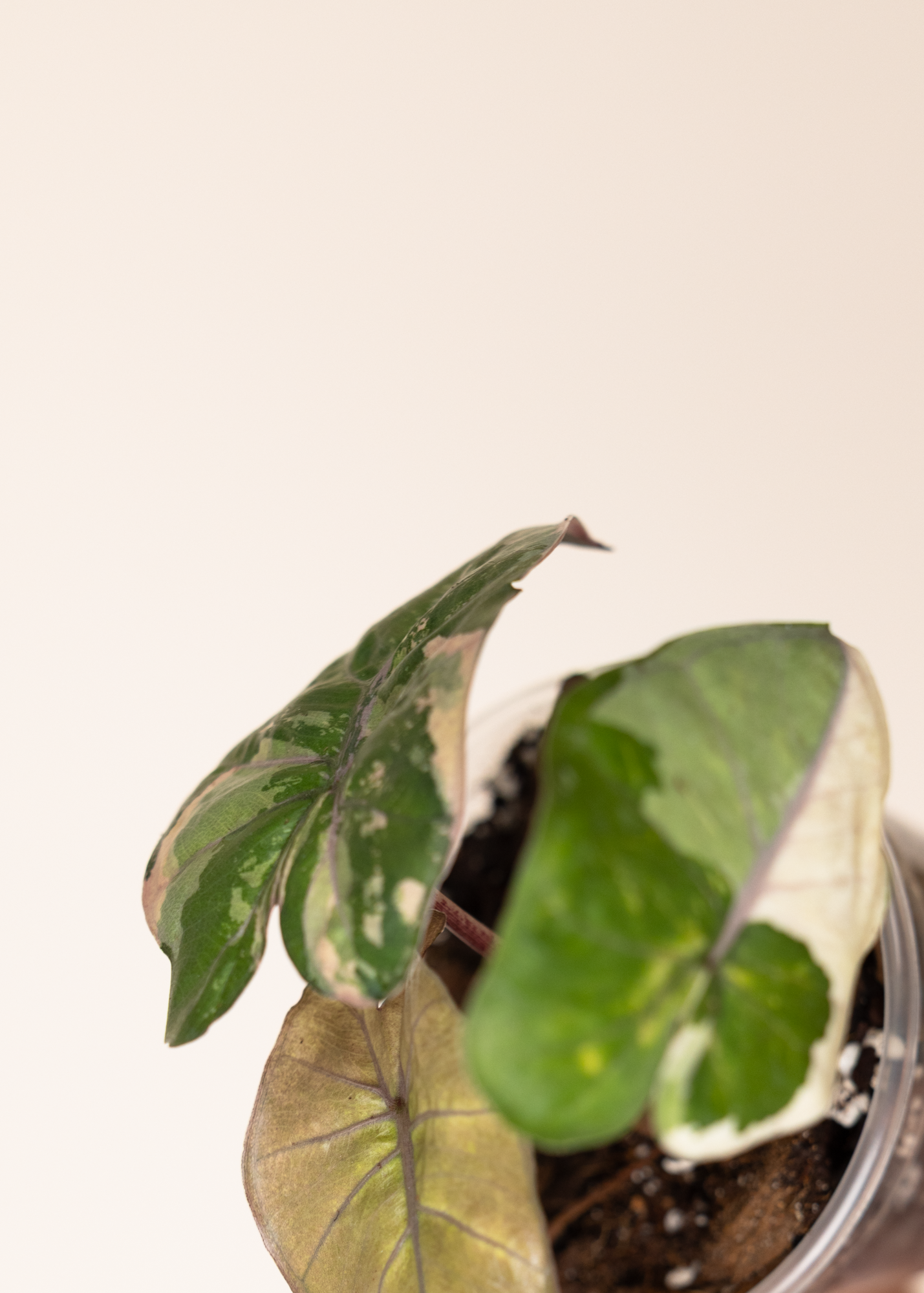 Alocasia yucatan princess variegata 2