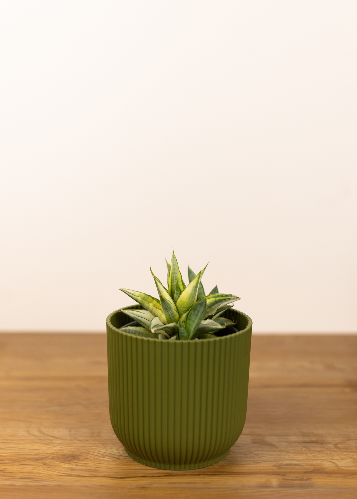 Sansevieria (Draceana) cordova variegata