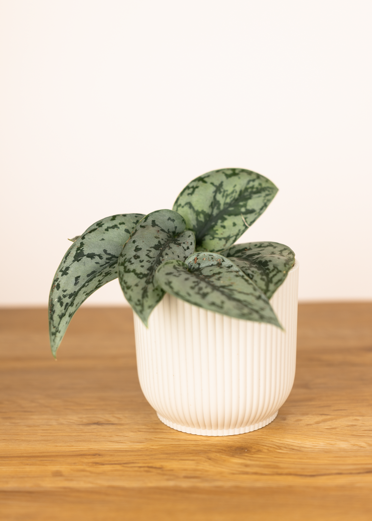 Scindapsus pictus silver lady