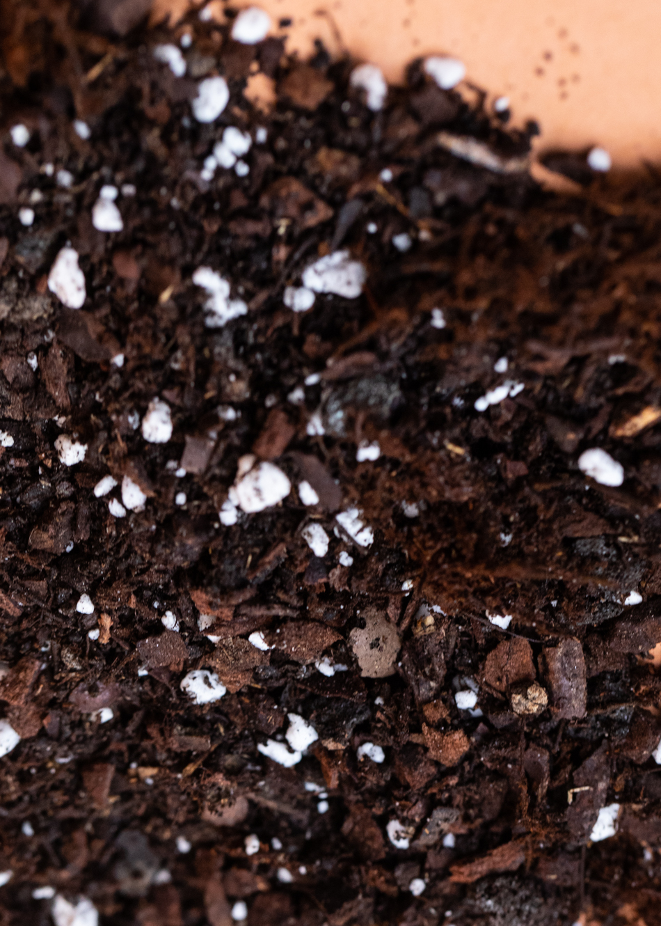 3L Easy Baby Universal Jungpflanzen Mix