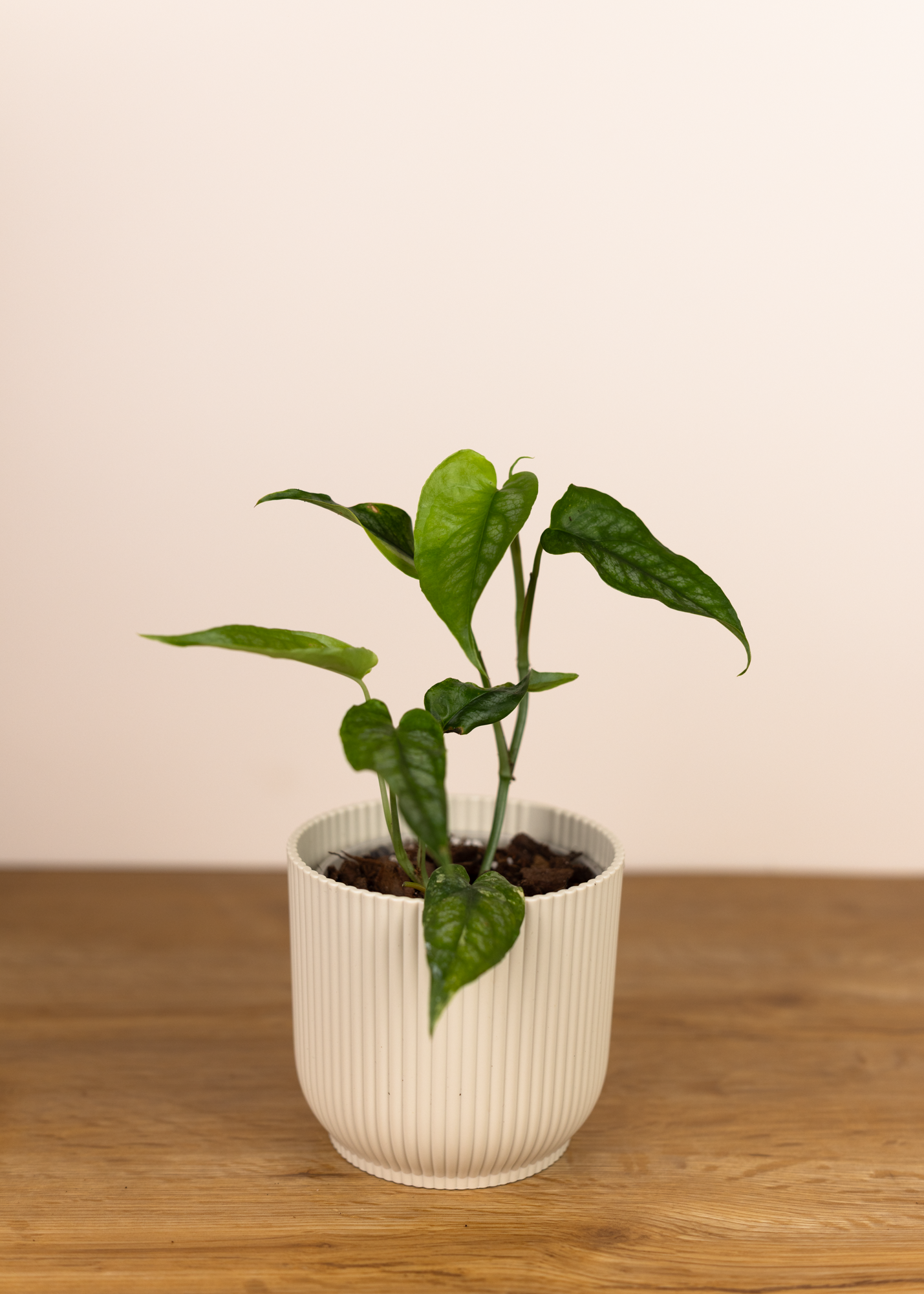 Monstera siltepecana aurea variegata