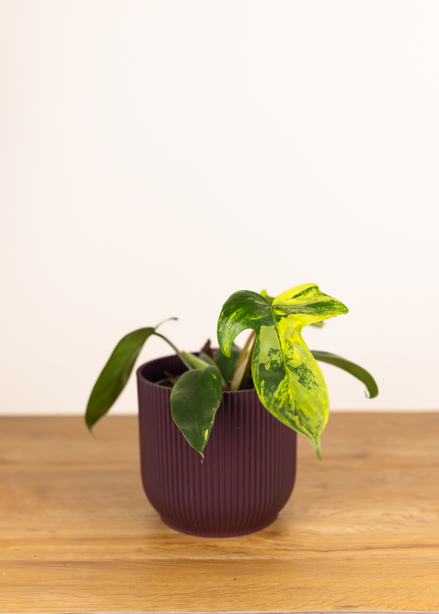 Philodendron Florida Beauty (less variegation) 