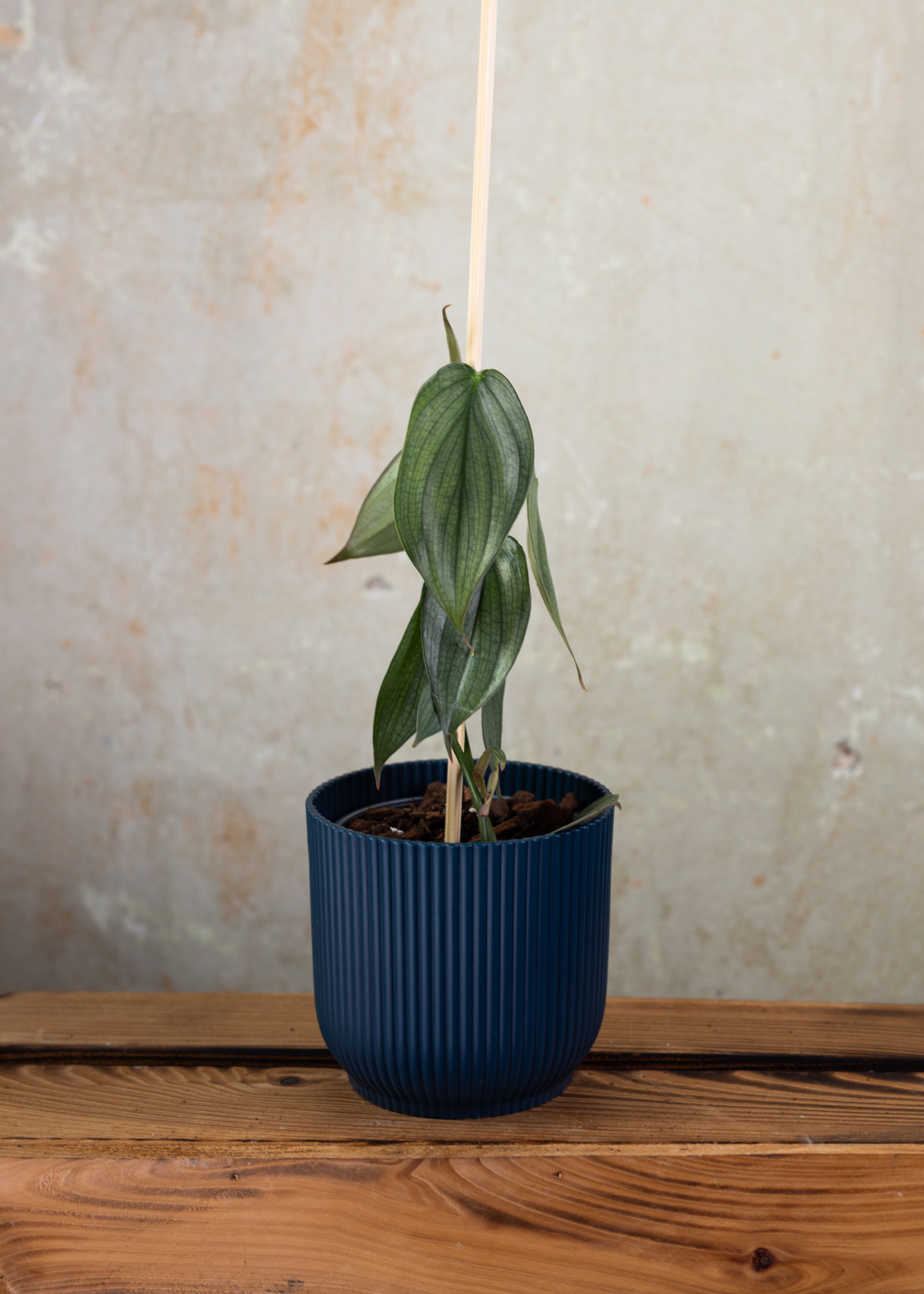 Philodendron Burle Marx Fantasy Philodendron Burle Marx Fantasy