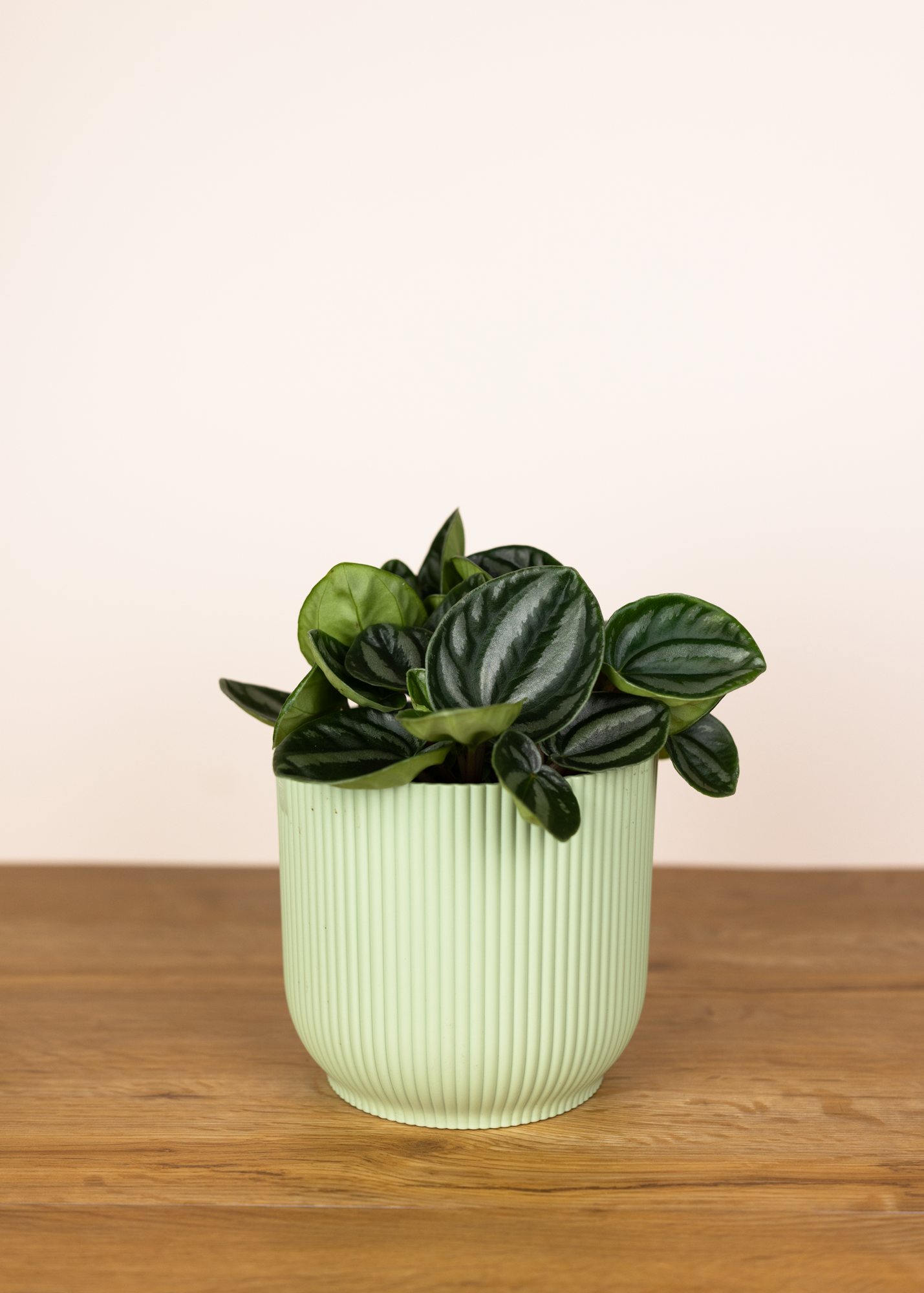 Peperomia belimbing 'star fruit'