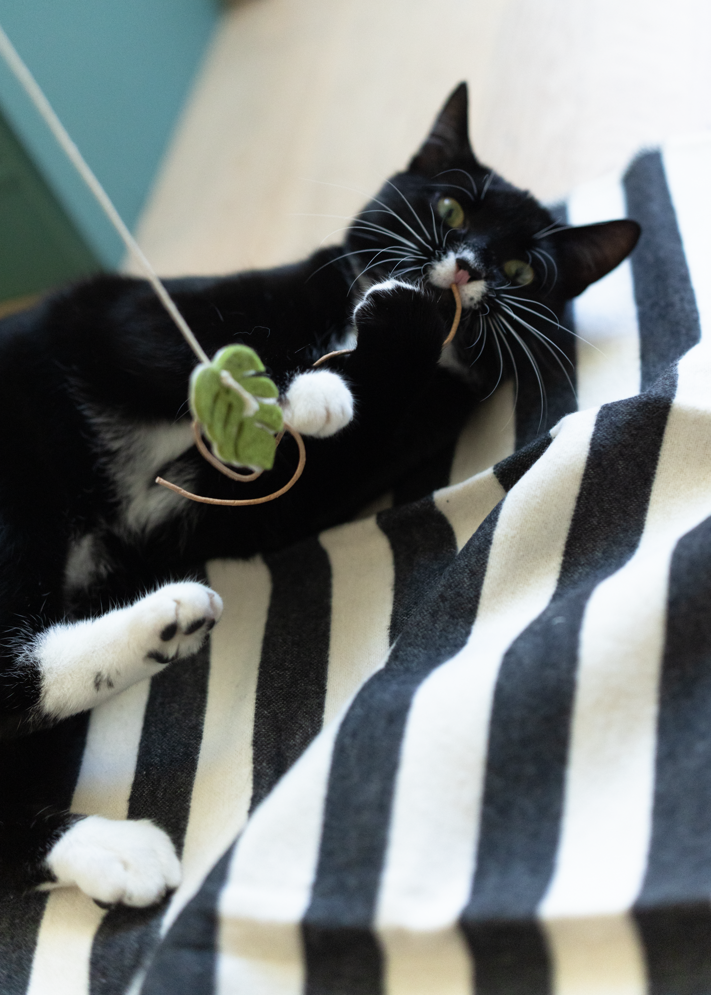 Spielangel monstera dance purrmania