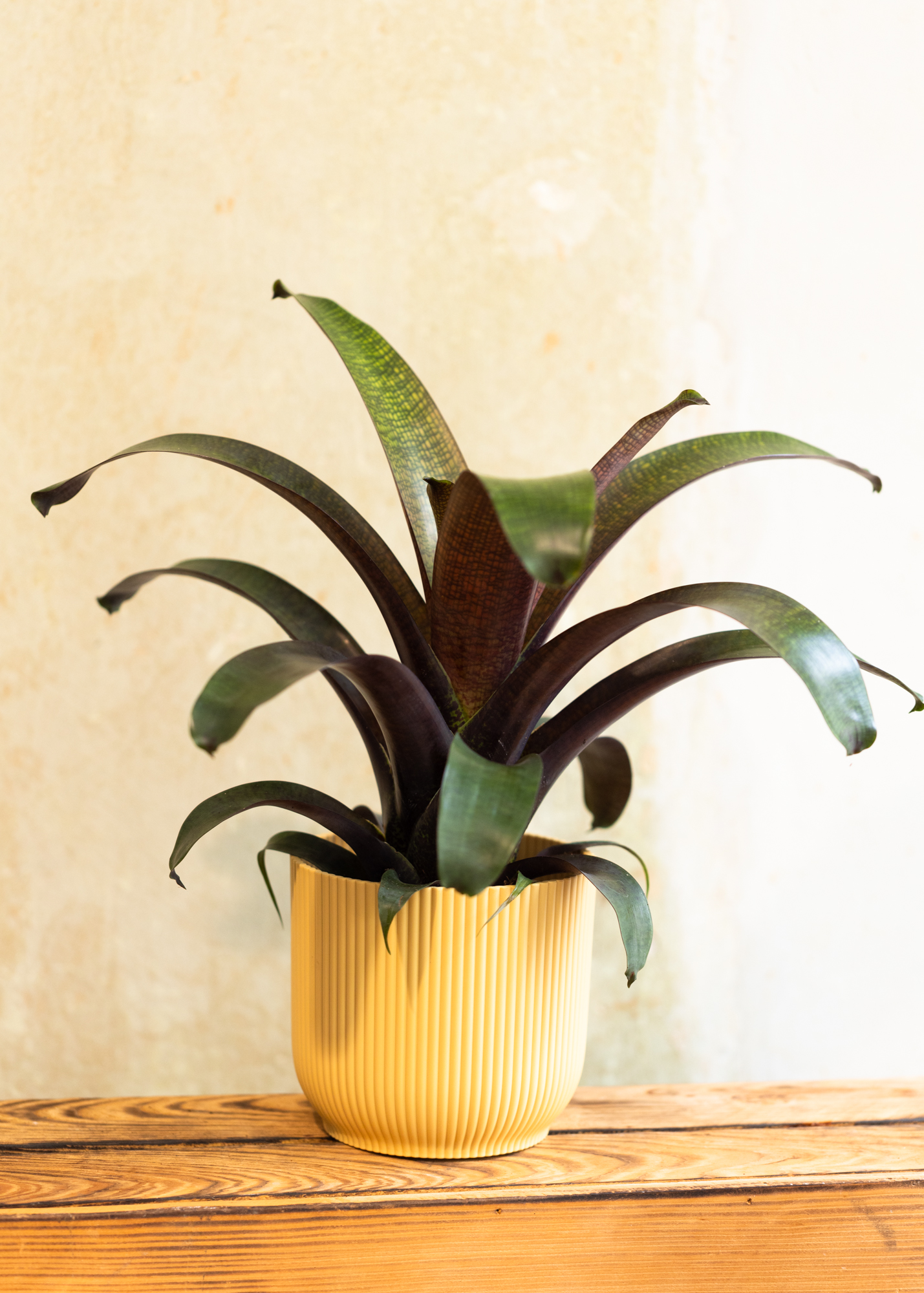 Vriesea tropical night