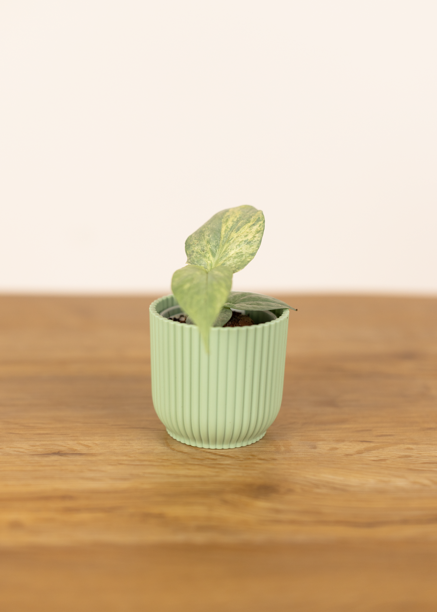 Amydrium medium silver variegata XS