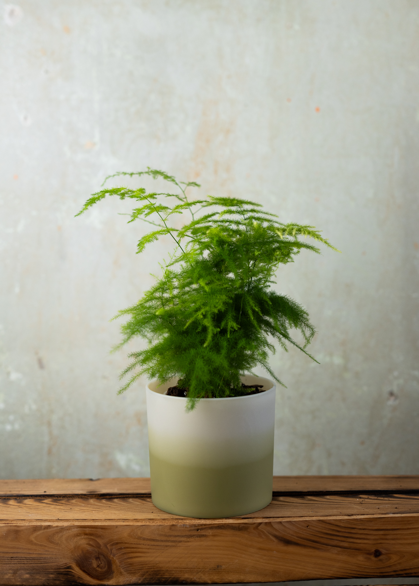 Asparagus Setaceus M