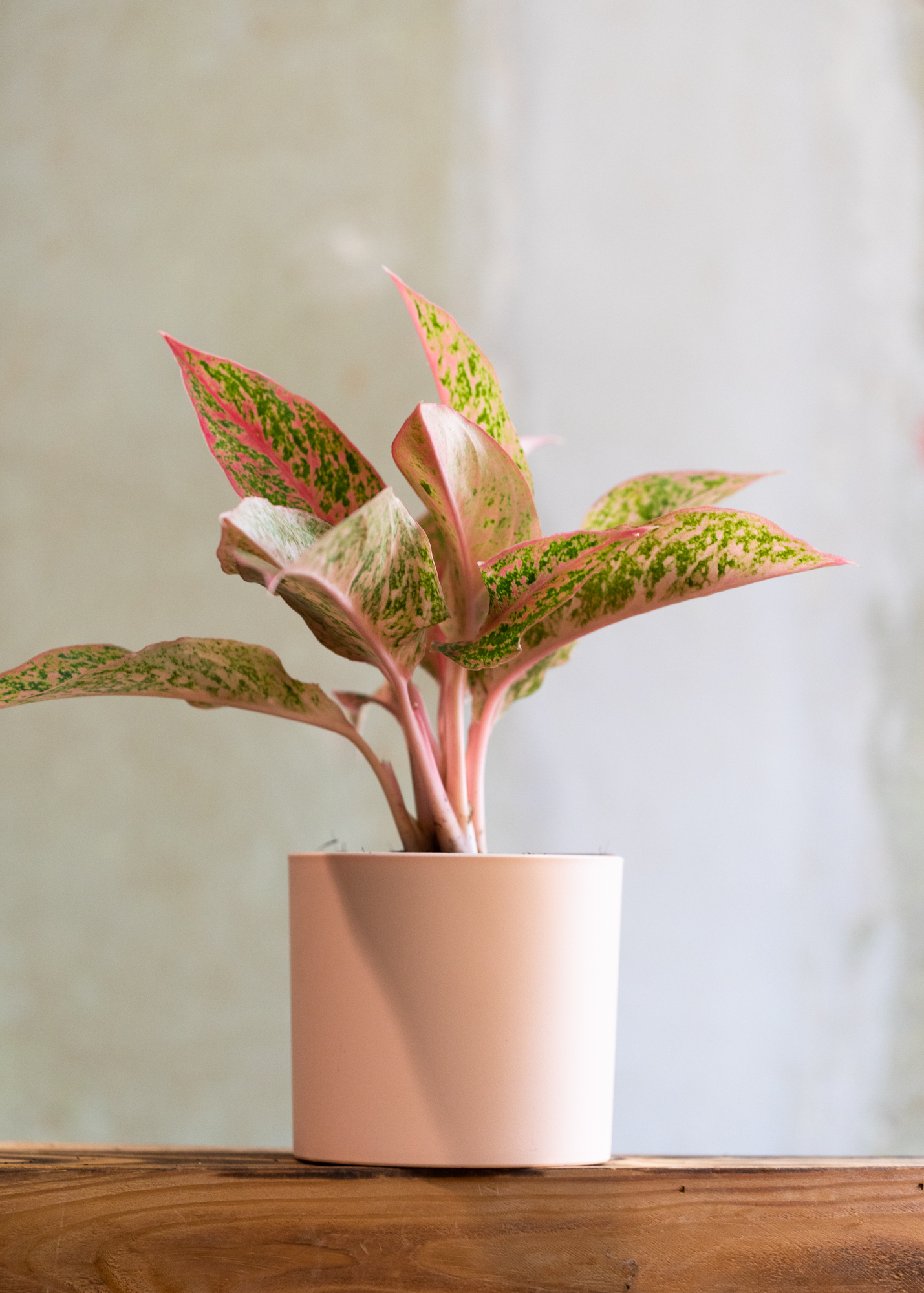 Aglaonema Prestige 