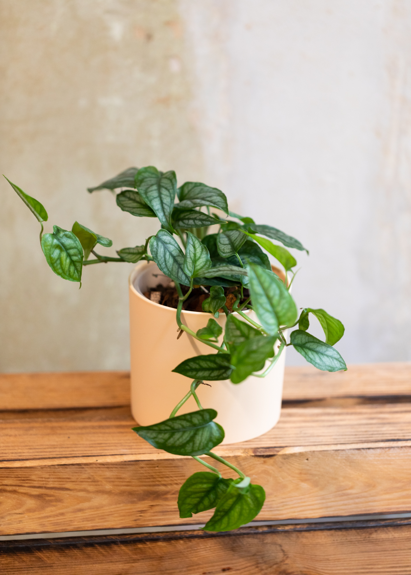 Monstera Siltepecana