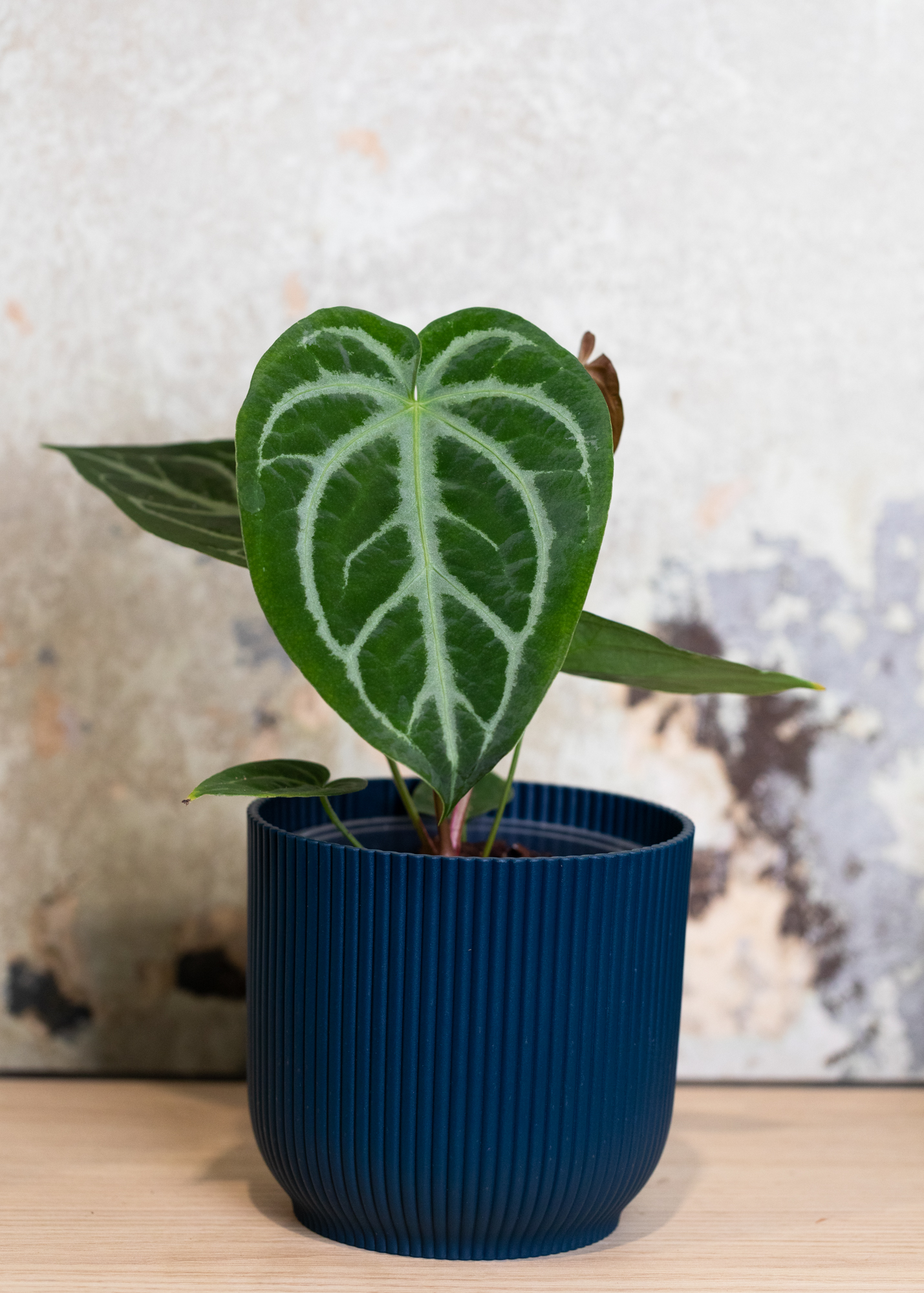 Anthurium Magnificum silver