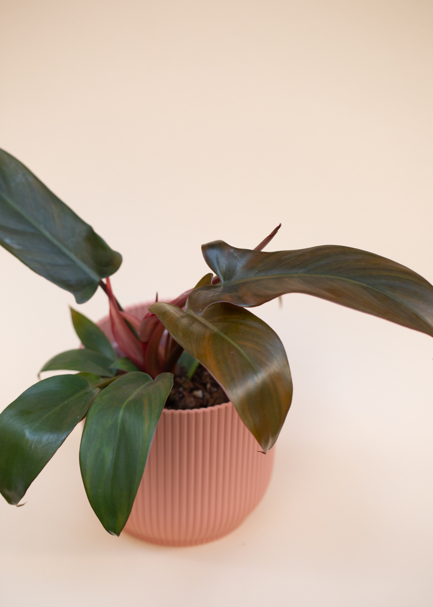 Philodendron Florida Bronze