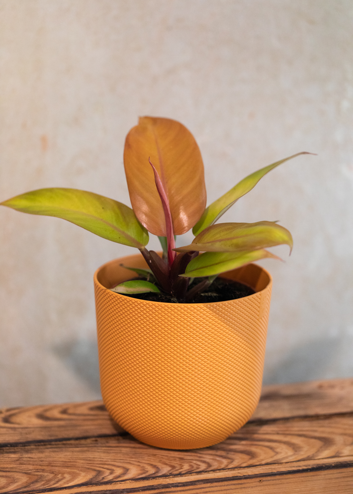 Philodendron Prince of Orange