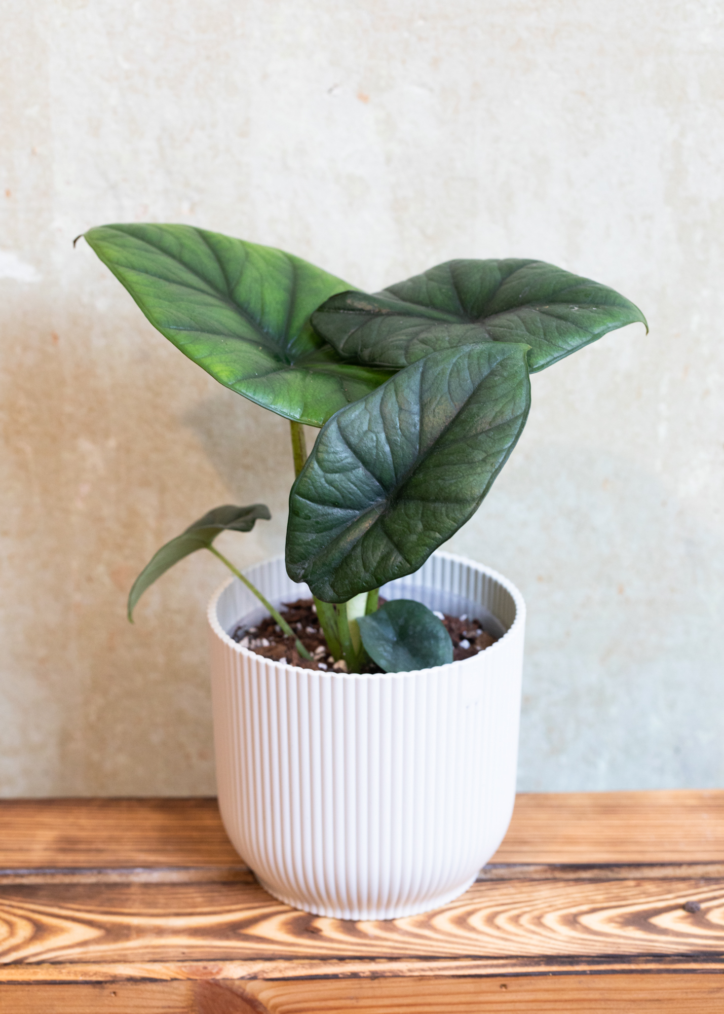 Alocasia nebula hybrid 2
