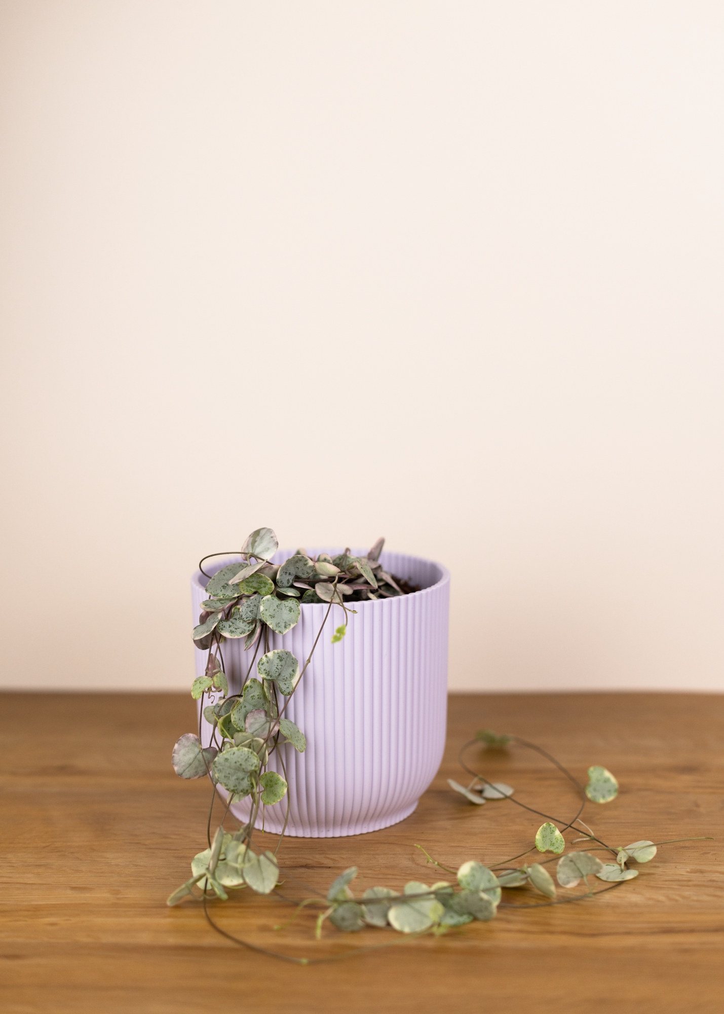Ceropegia woodii 'String of Hearts' variegata M
