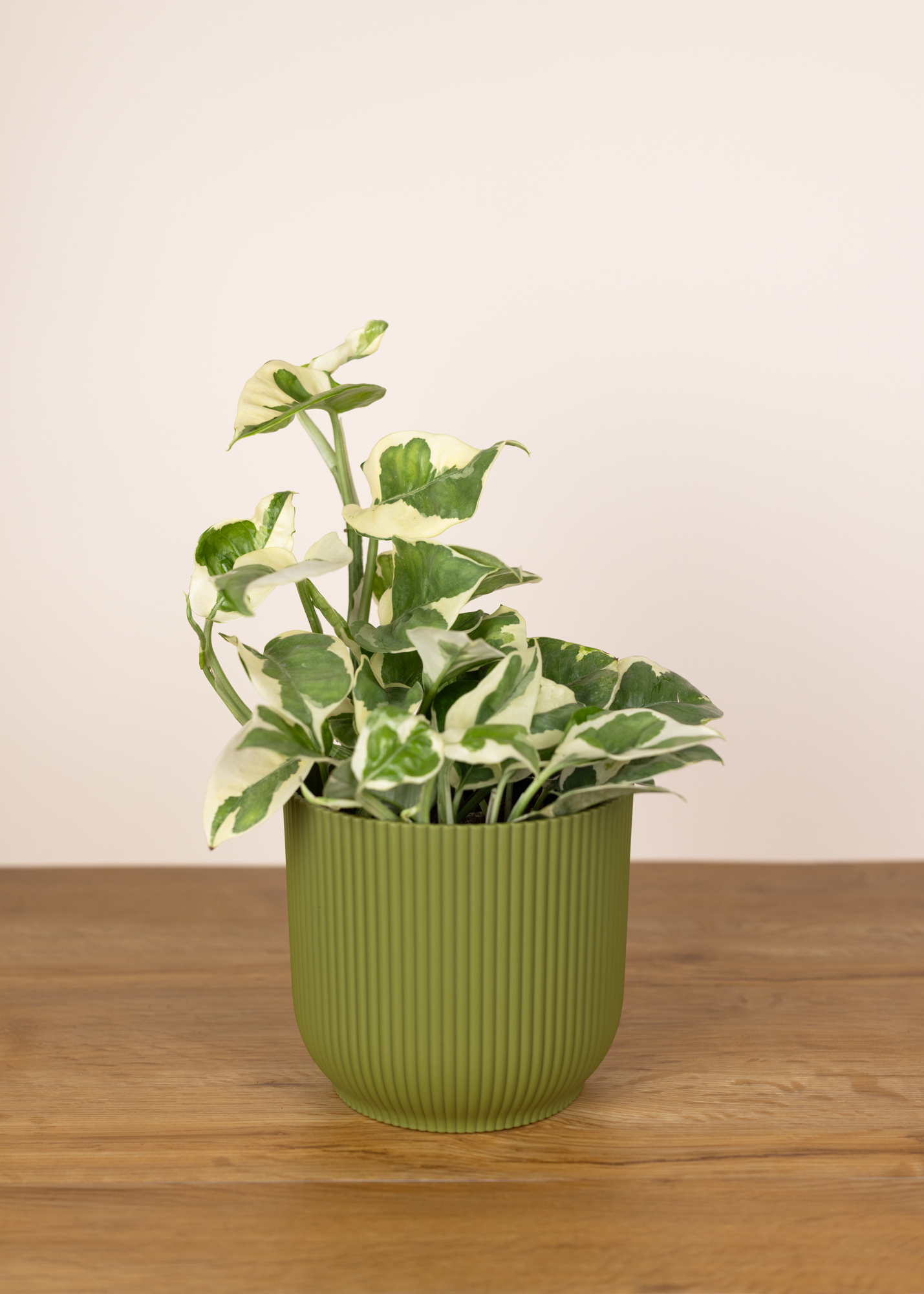 Epipremnum aureum njoy