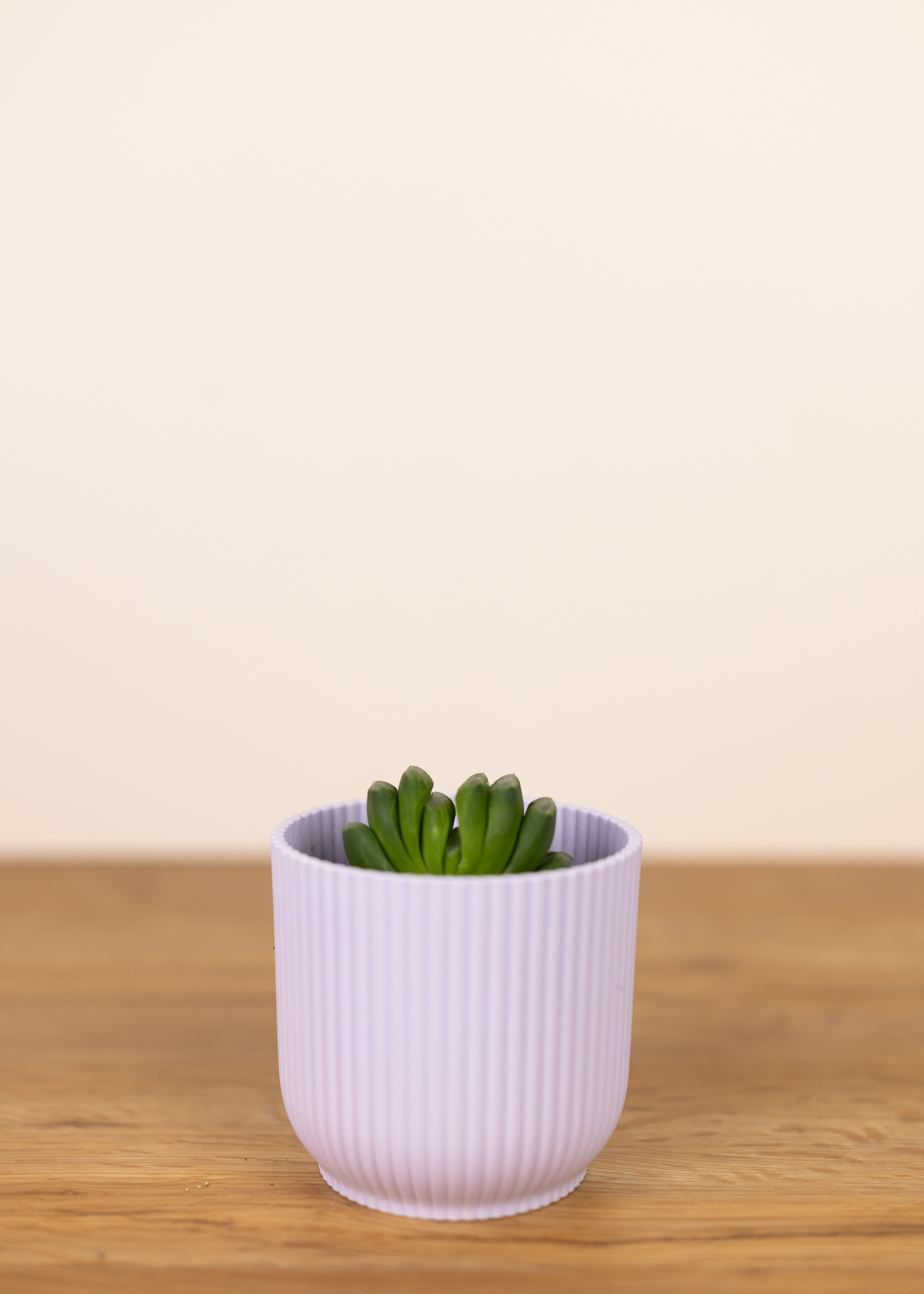 Haworthia truncata