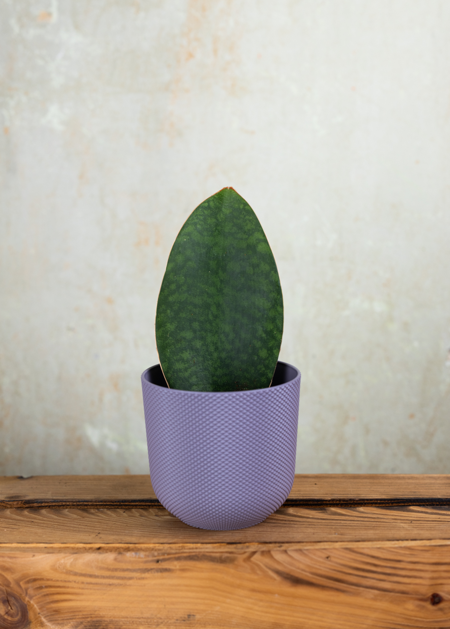 Sansevieria (Dracaena) masoniana