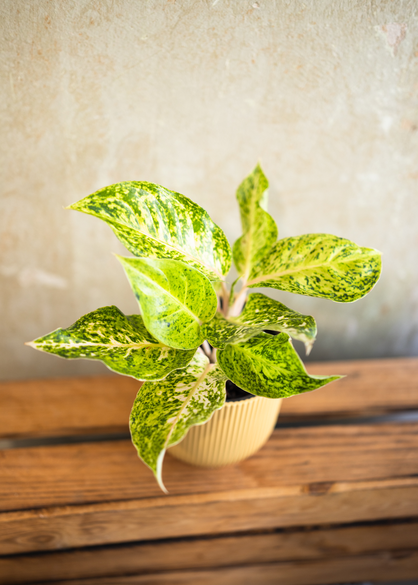 Aglaonema white laksap Aglaonema white laksap