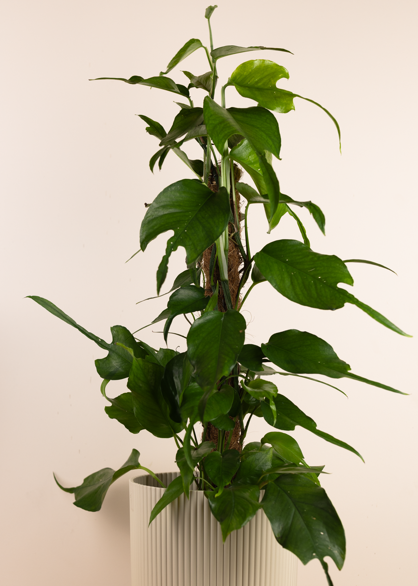 Epipremnum pinnatum skeleton key