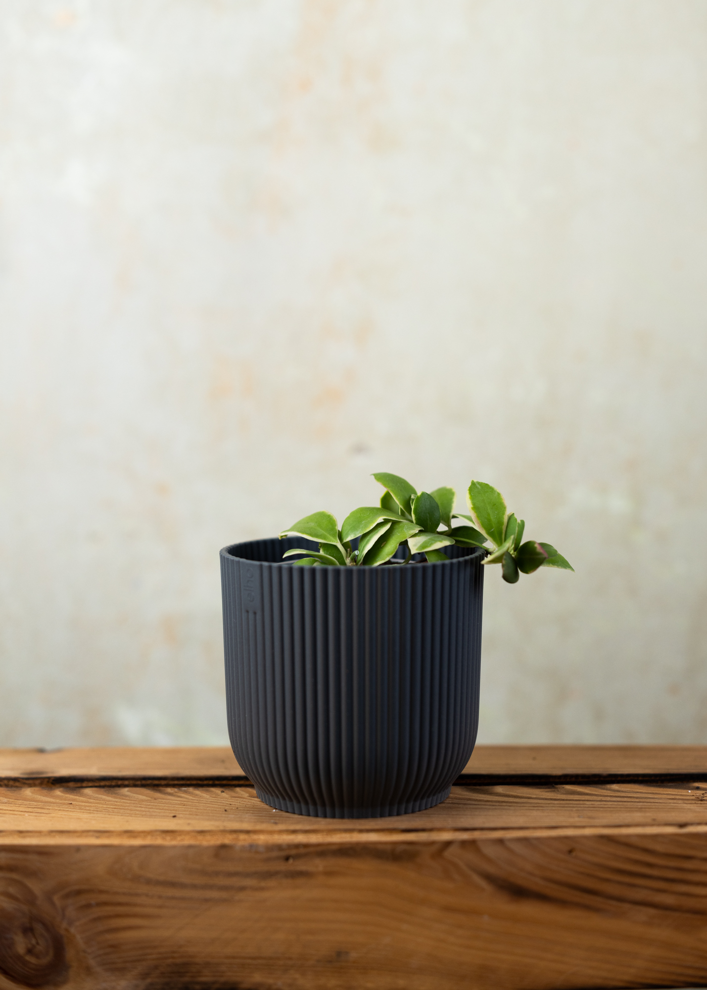 Hoya heuschkeliana albomarginata