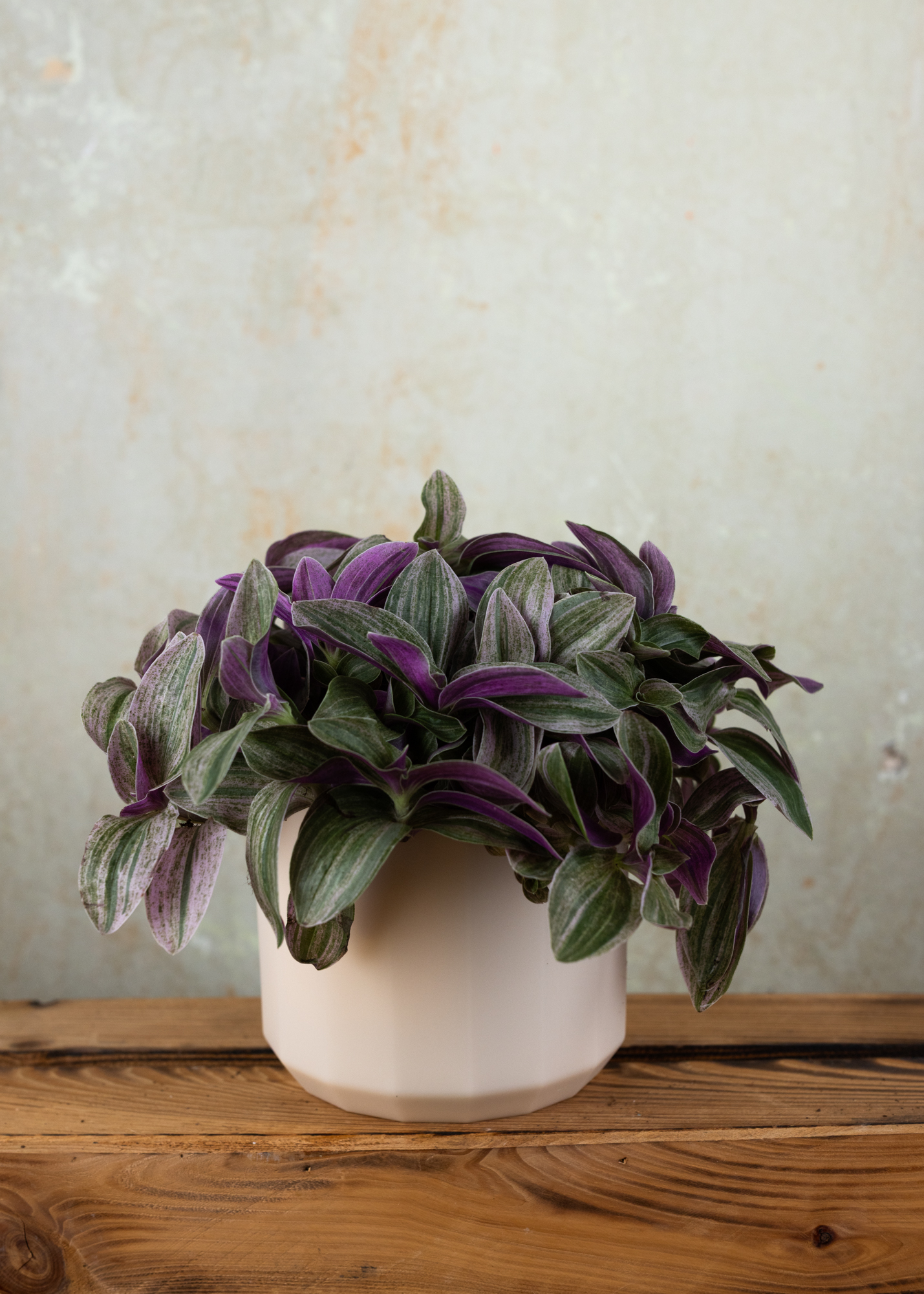 Tradescantia continental group sweet tabby Tradescantia continental group sweet tabby