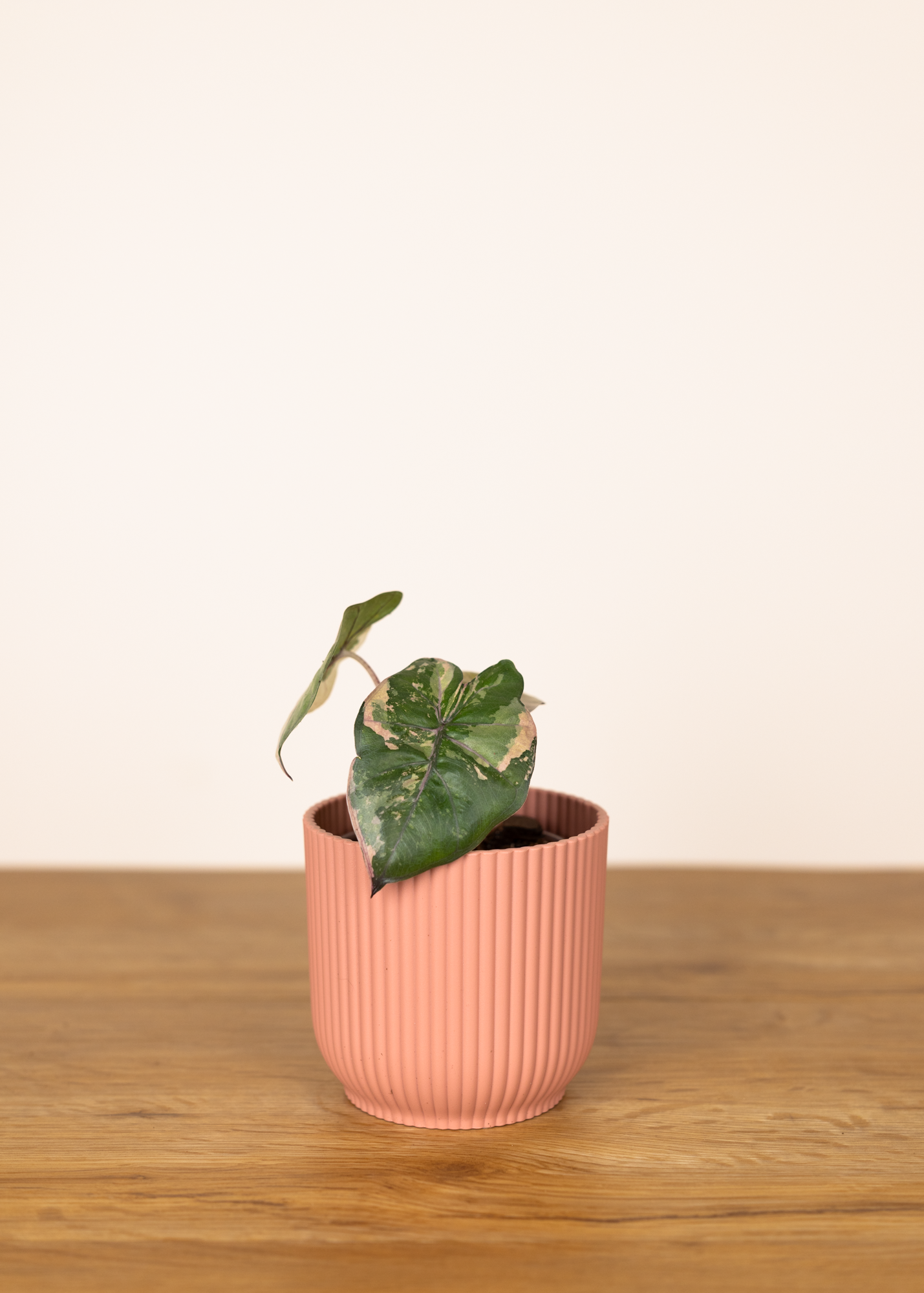 Alocasia yucatan princess variegata 2