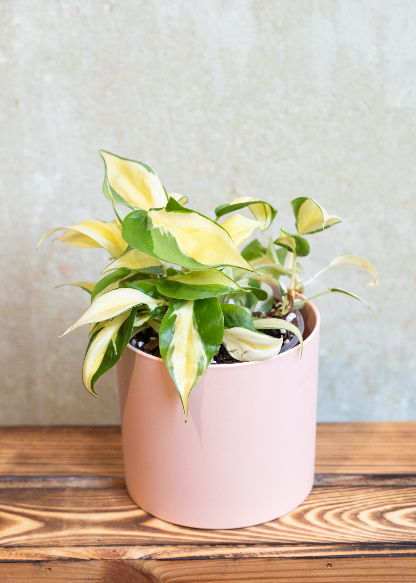 Philodendron cream splash