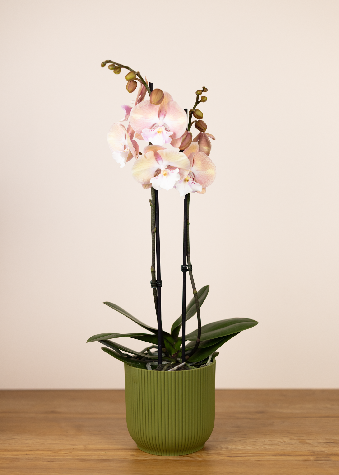 Phalaenopsis tina