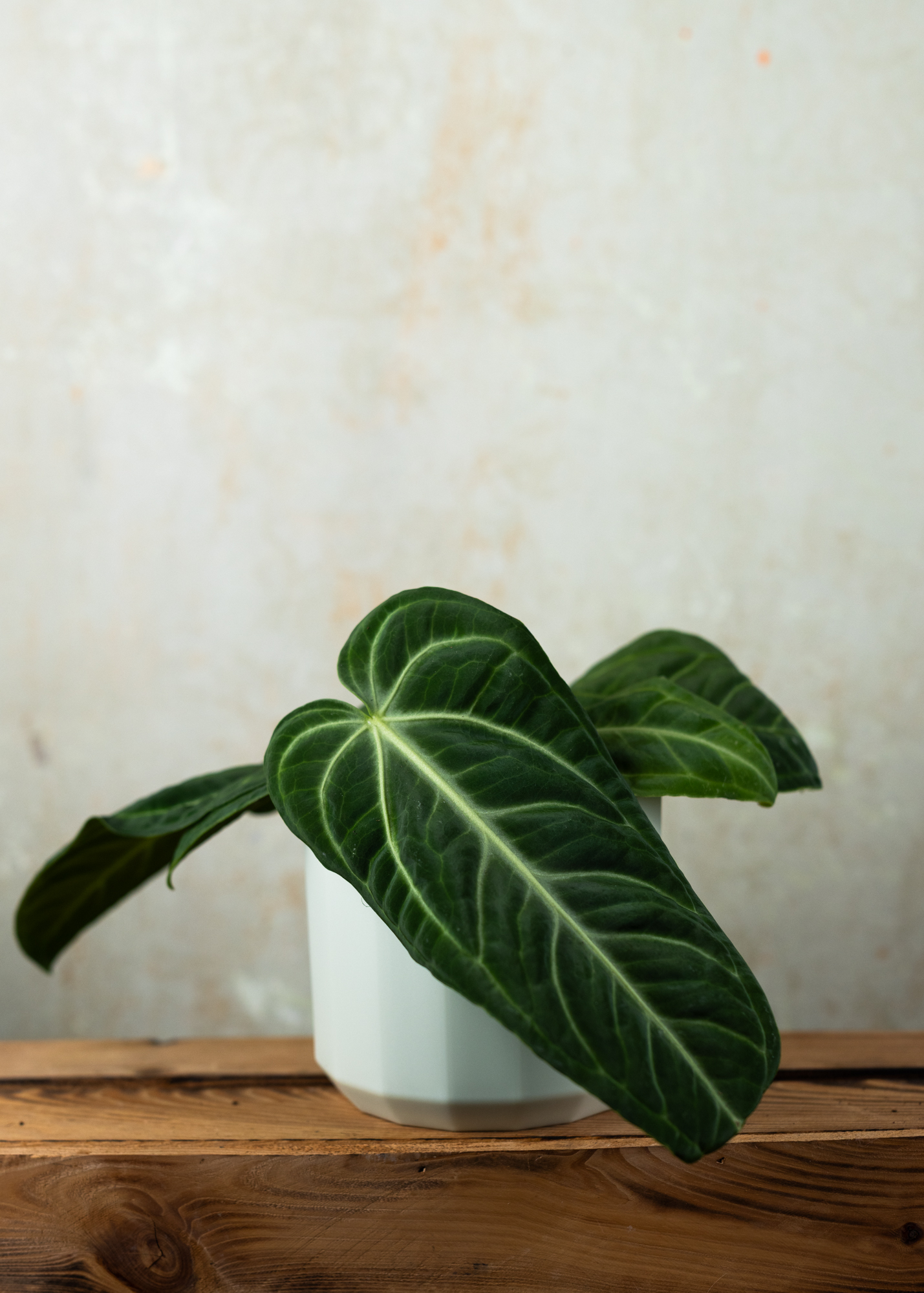 Anthurium Villenaorum 