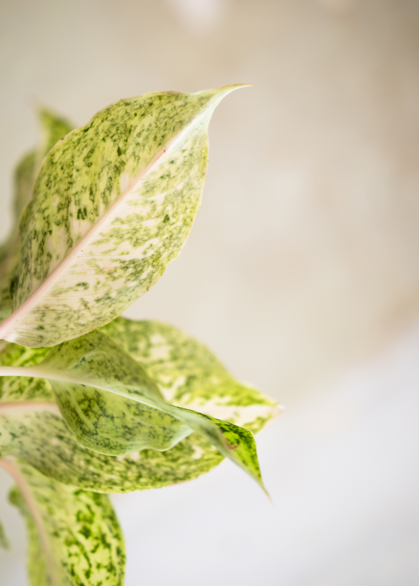 Aglaonema white laksap Aglaonema white laksap
