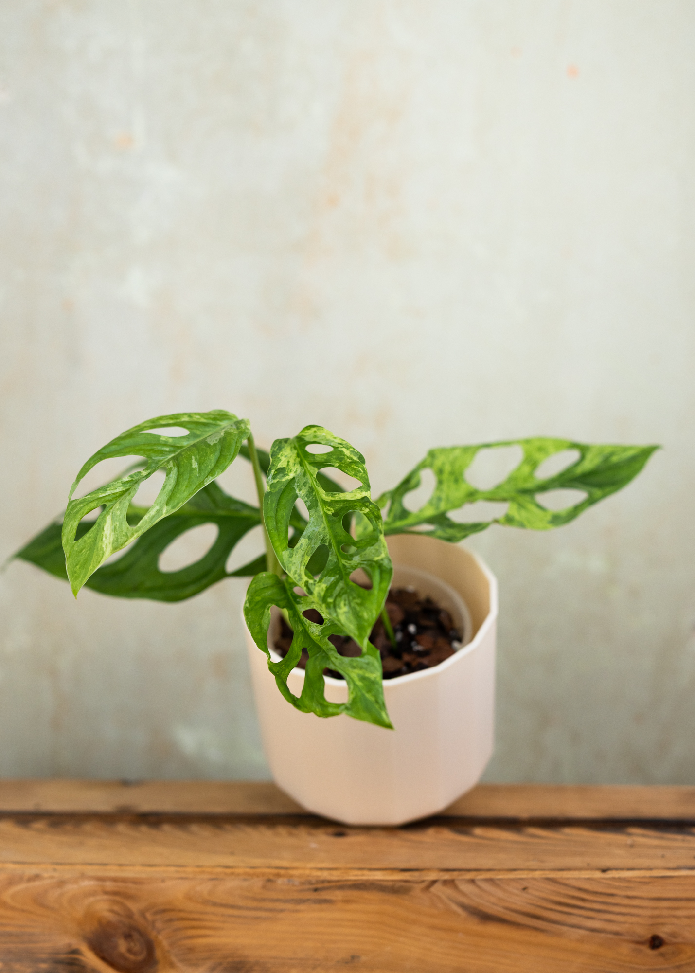 Monstera Adansonii Variegata 'Indonesian Marble'