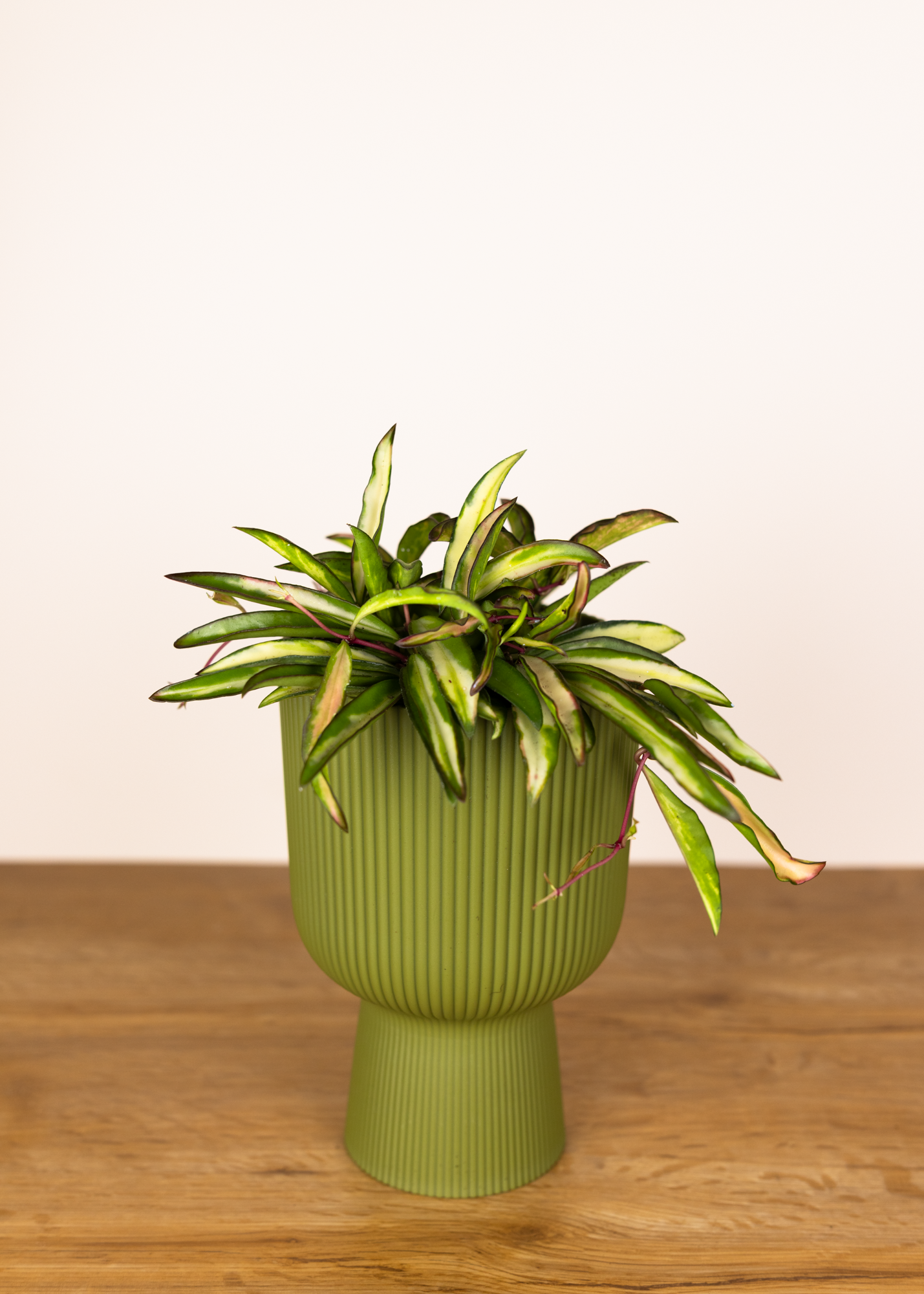 Hoya wayetii variegata M