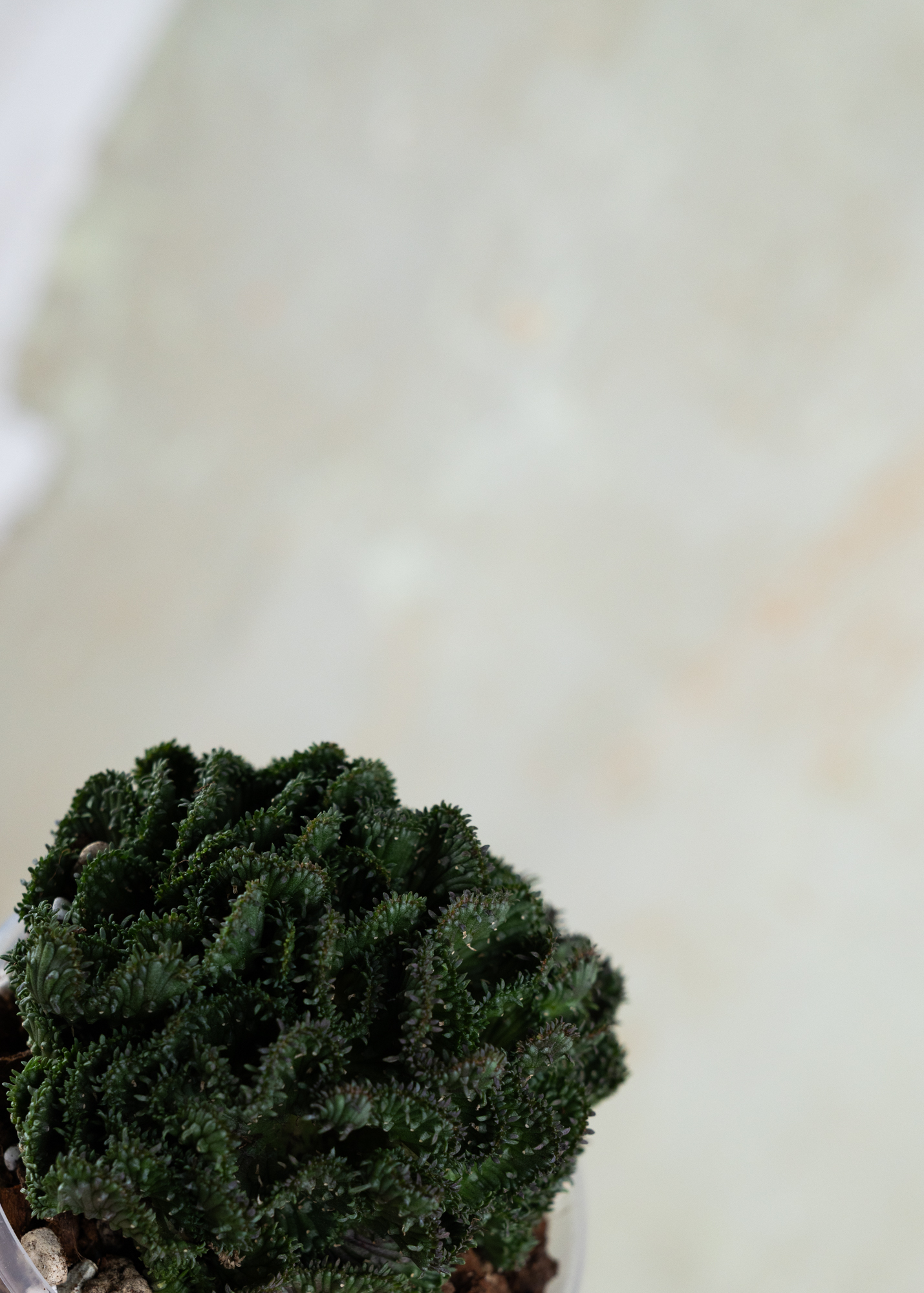 Euphorbia flangani f. cristata Euphorbia flangani f. cristata