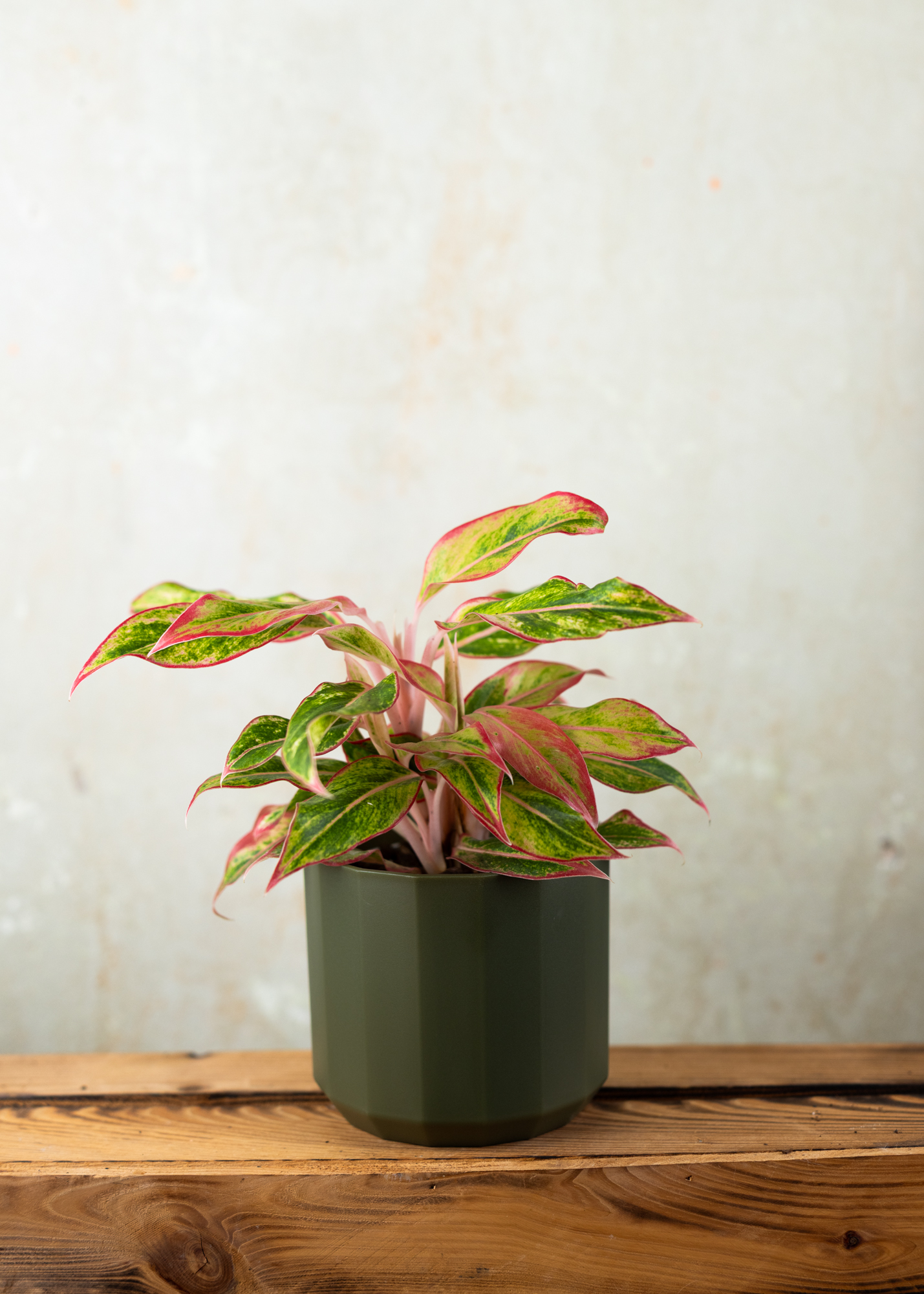 Aglaonema siam red aurora