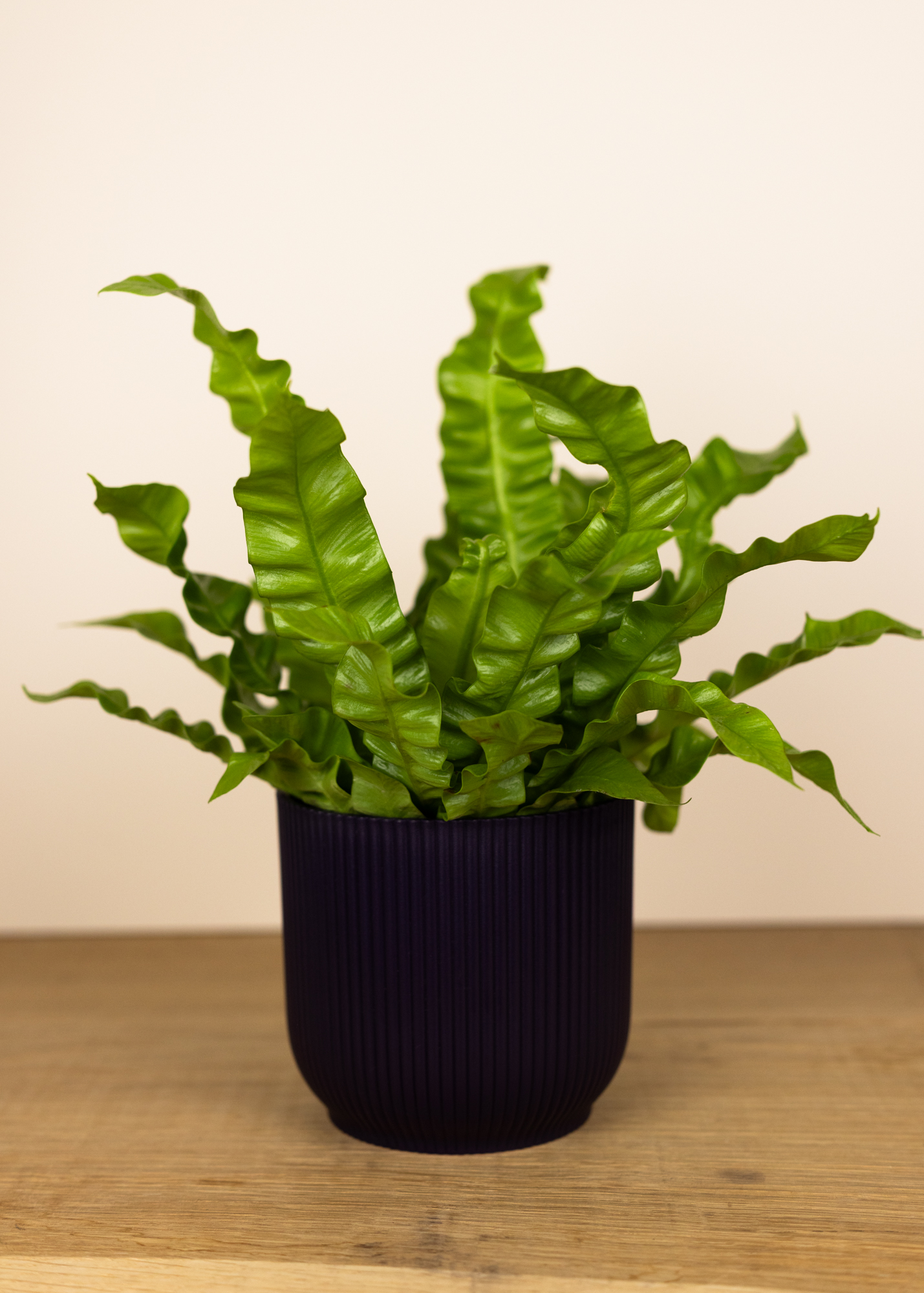 Asplenium Nidus 'Crispy Wave'