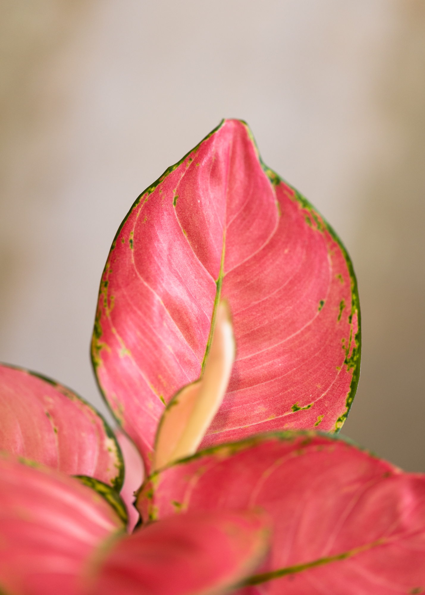 Aglaonema pink anyamanee