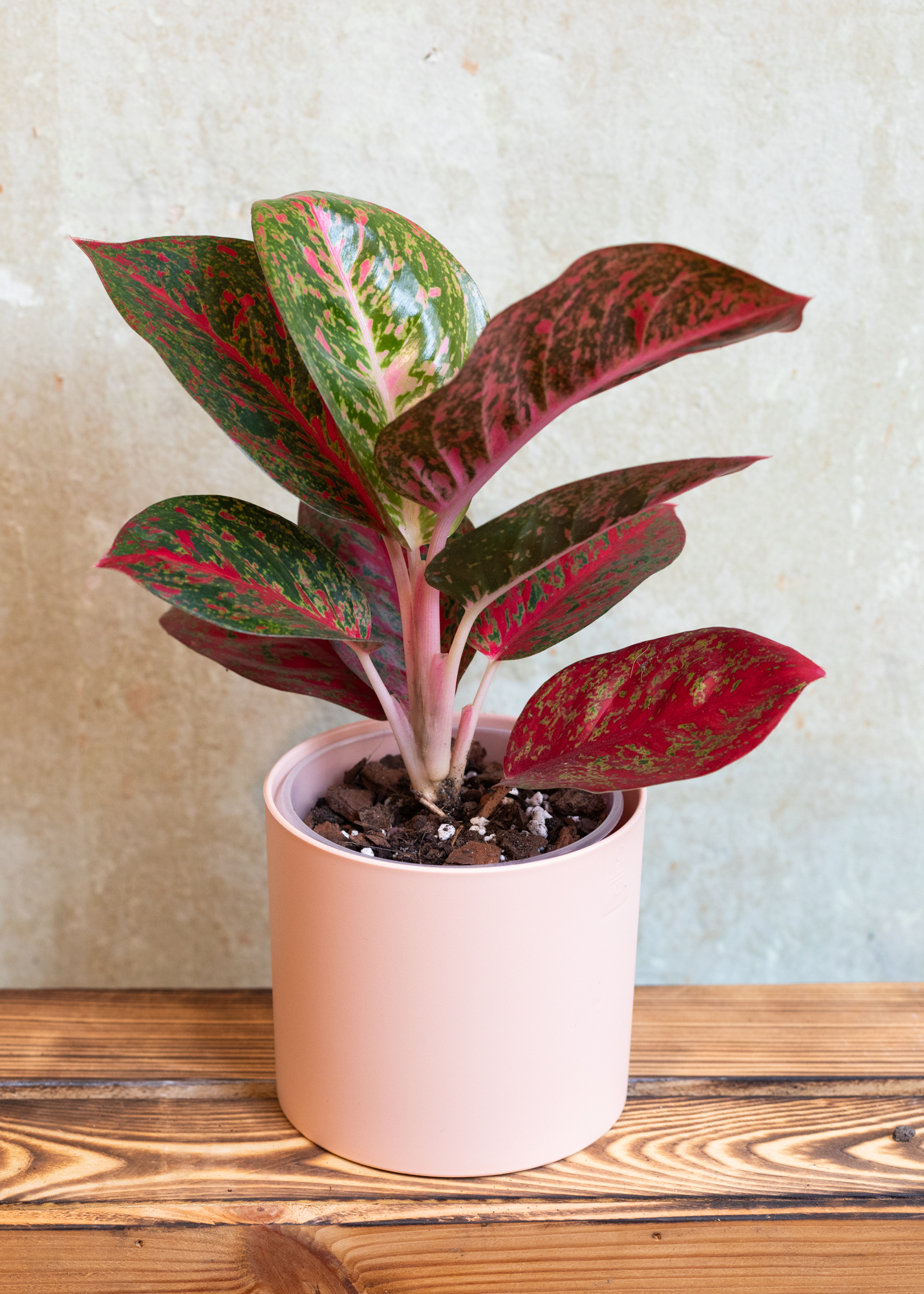 Aglaonema red stardust