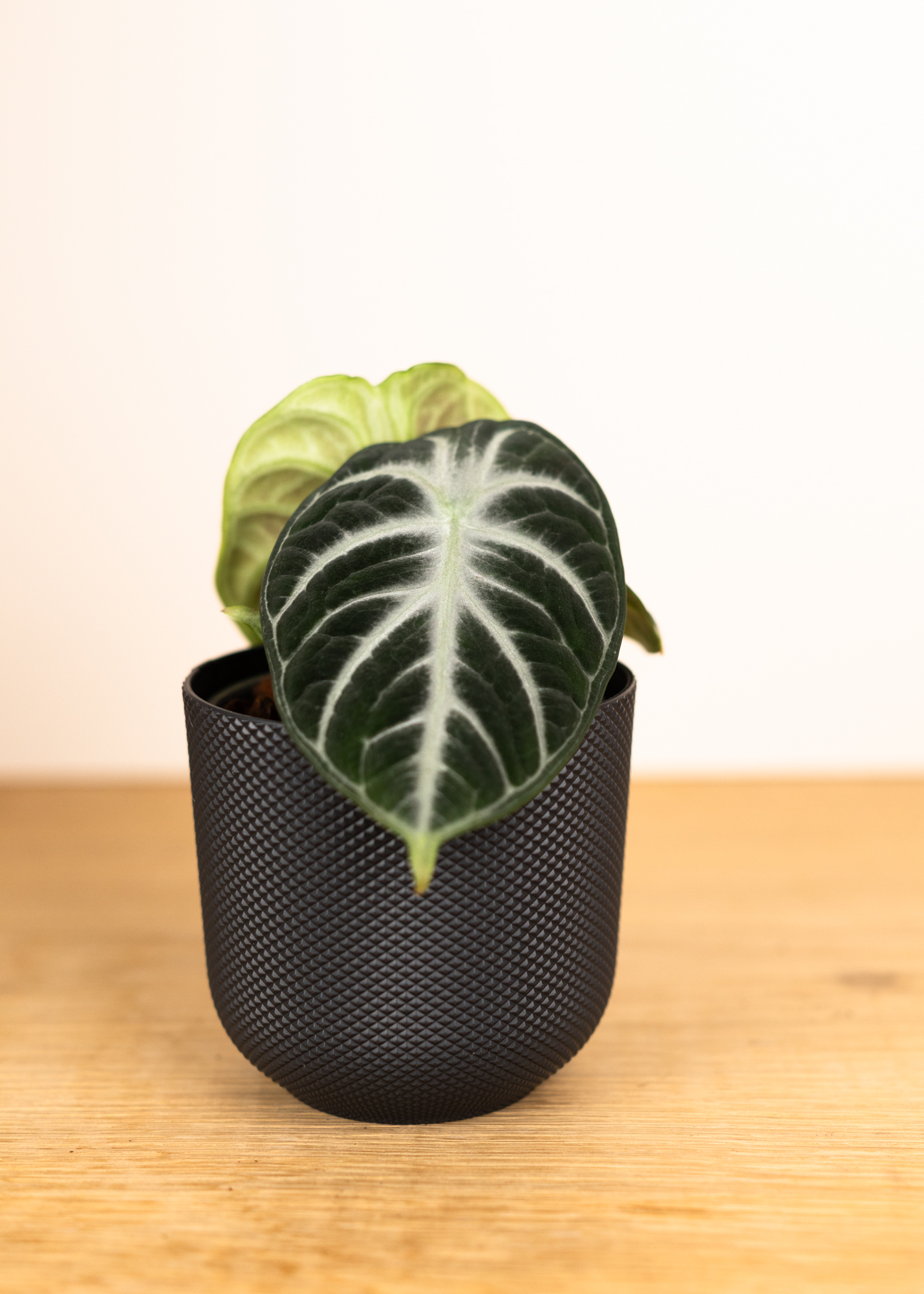 Alocasia ninja