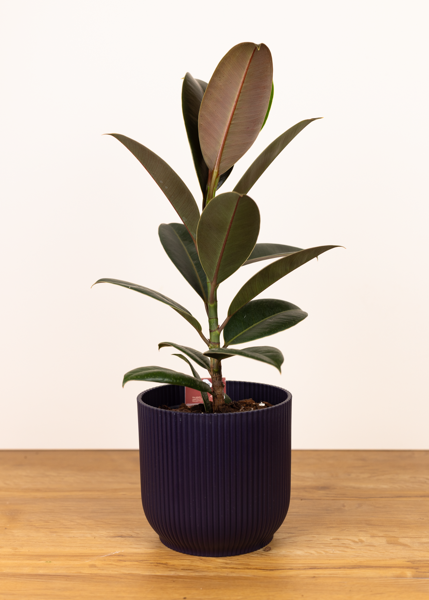 Ficus elastica melany